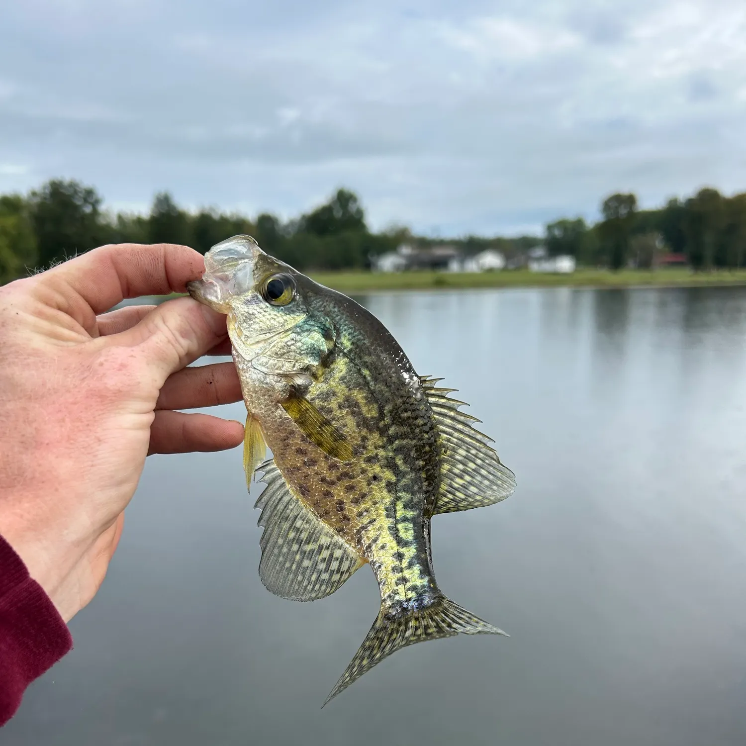 Black crappie caught on Fishbrain