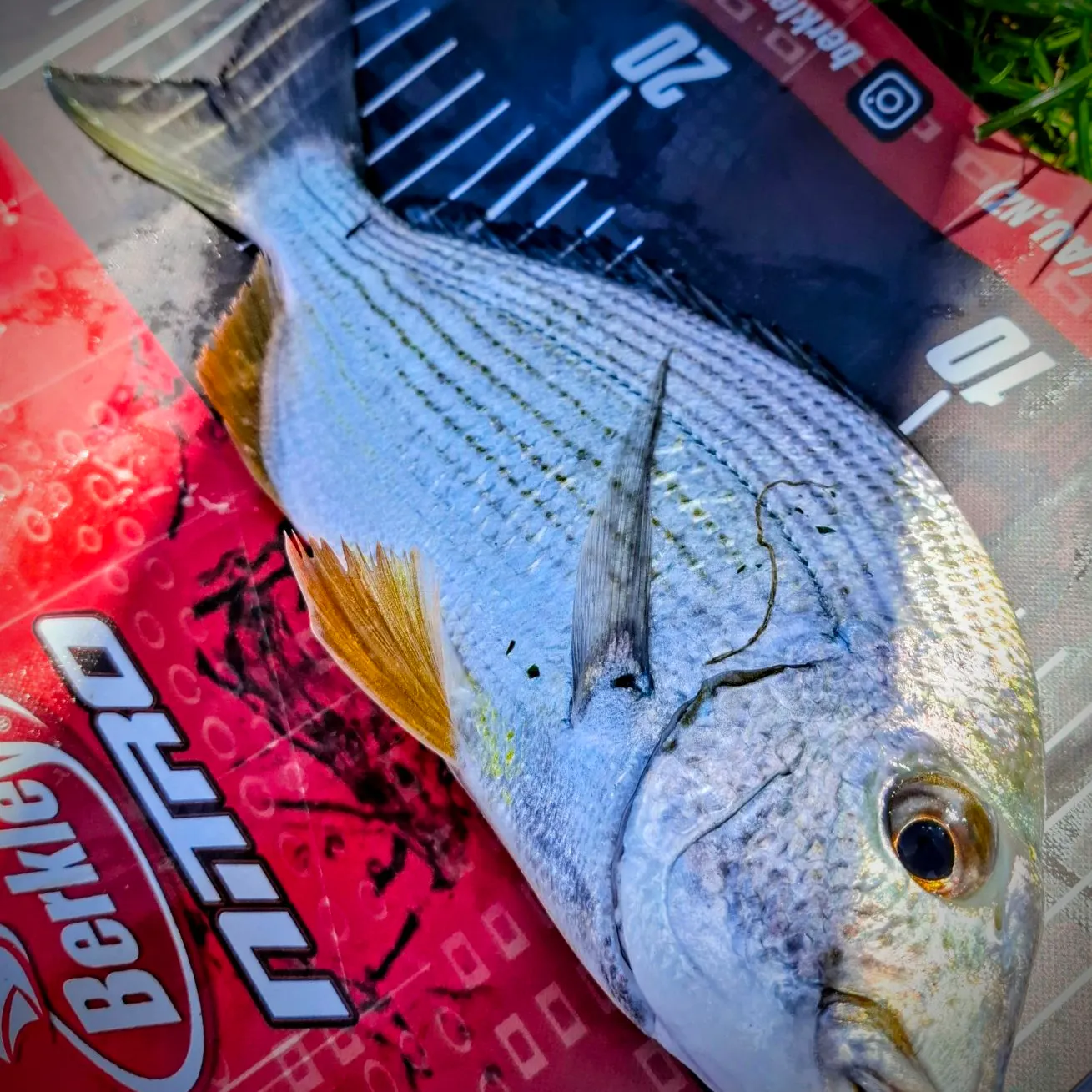 Goldlined seabream caught on Fishbrain
