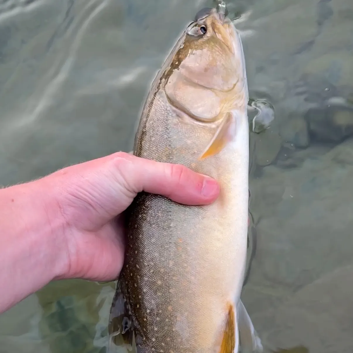 Bull trout caught on Fishbrain