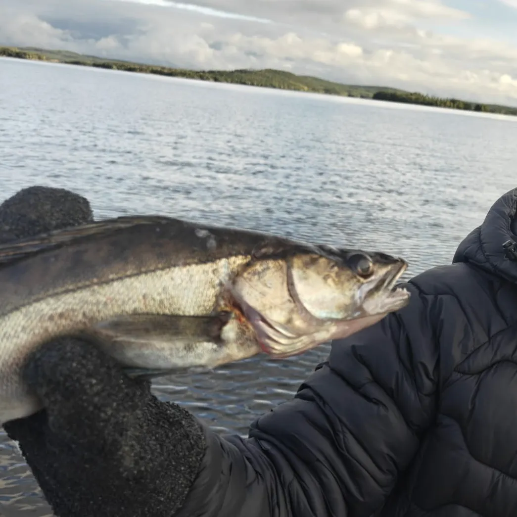 Zander caught on Fishbrain