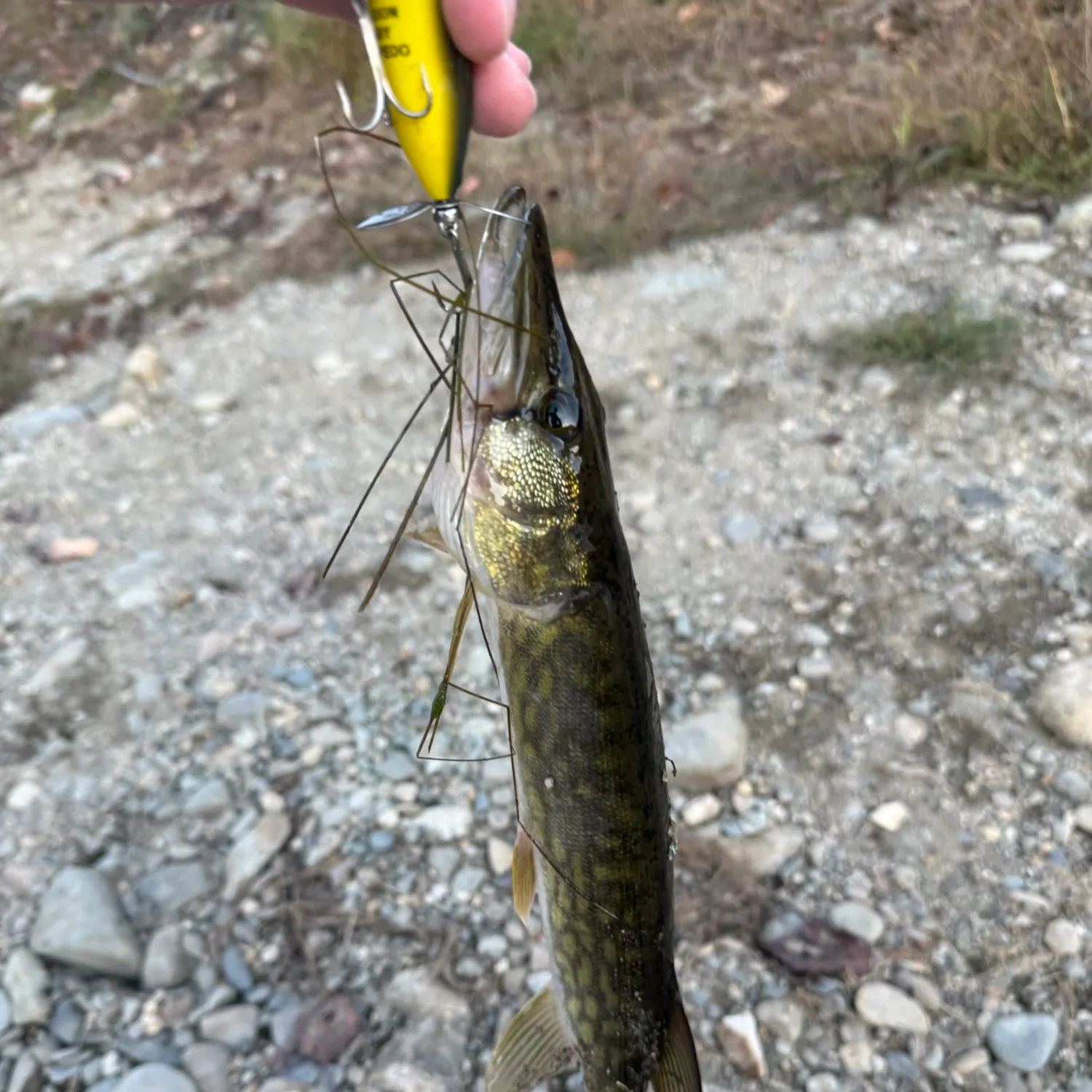 Chain pickerel caught on Fishbrain