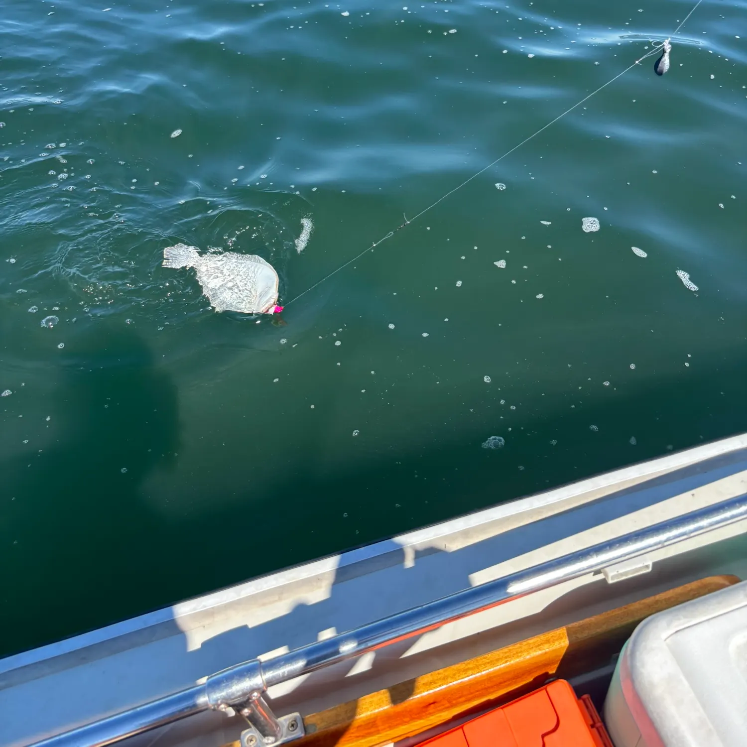 Summer flounder caught on Fishbrain