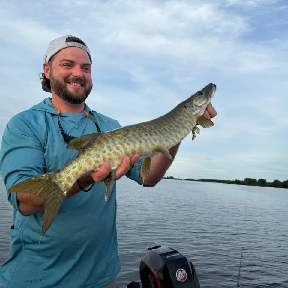 The most recent Muskellunge catches on Fishbrain