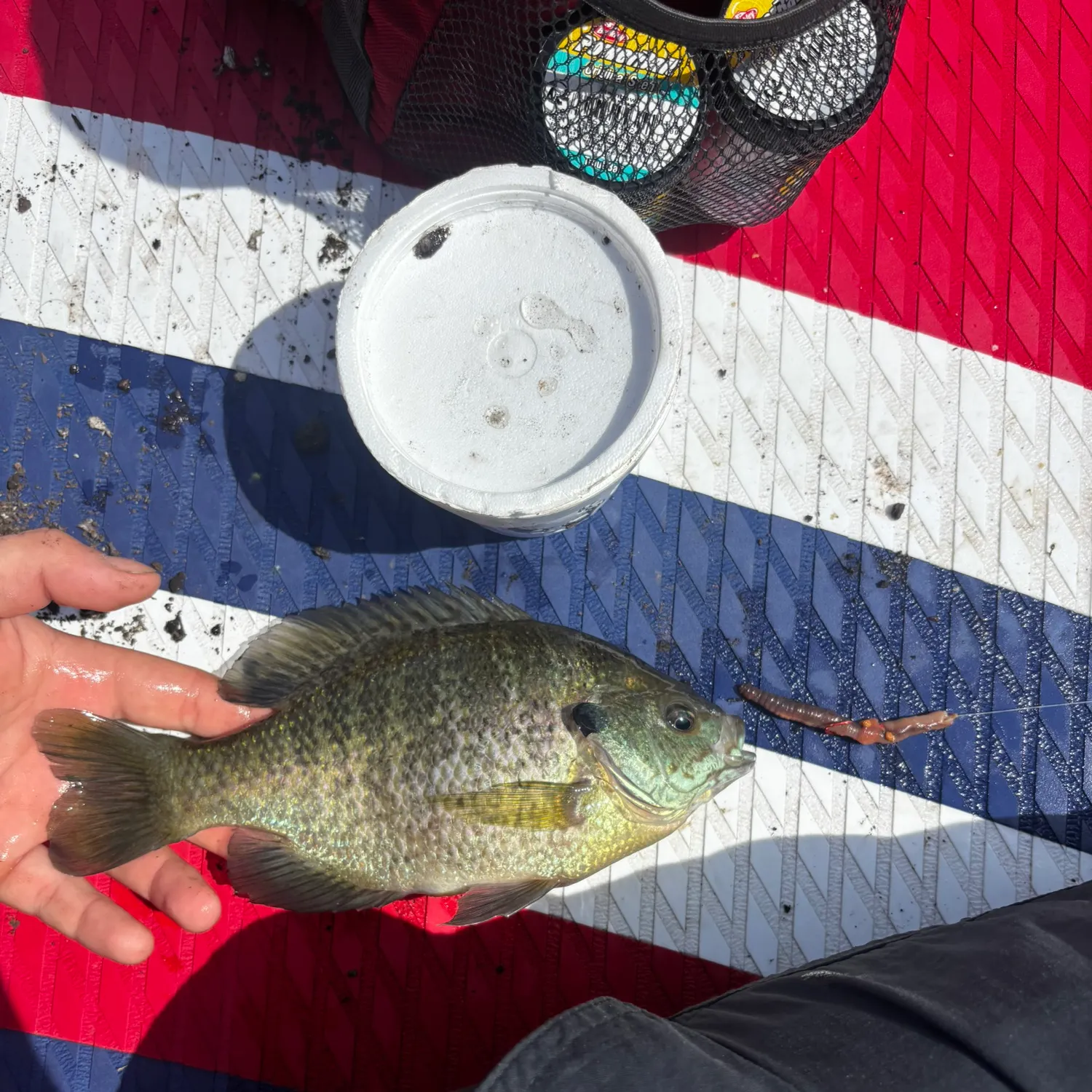 Bluegill caught on Fishbrain