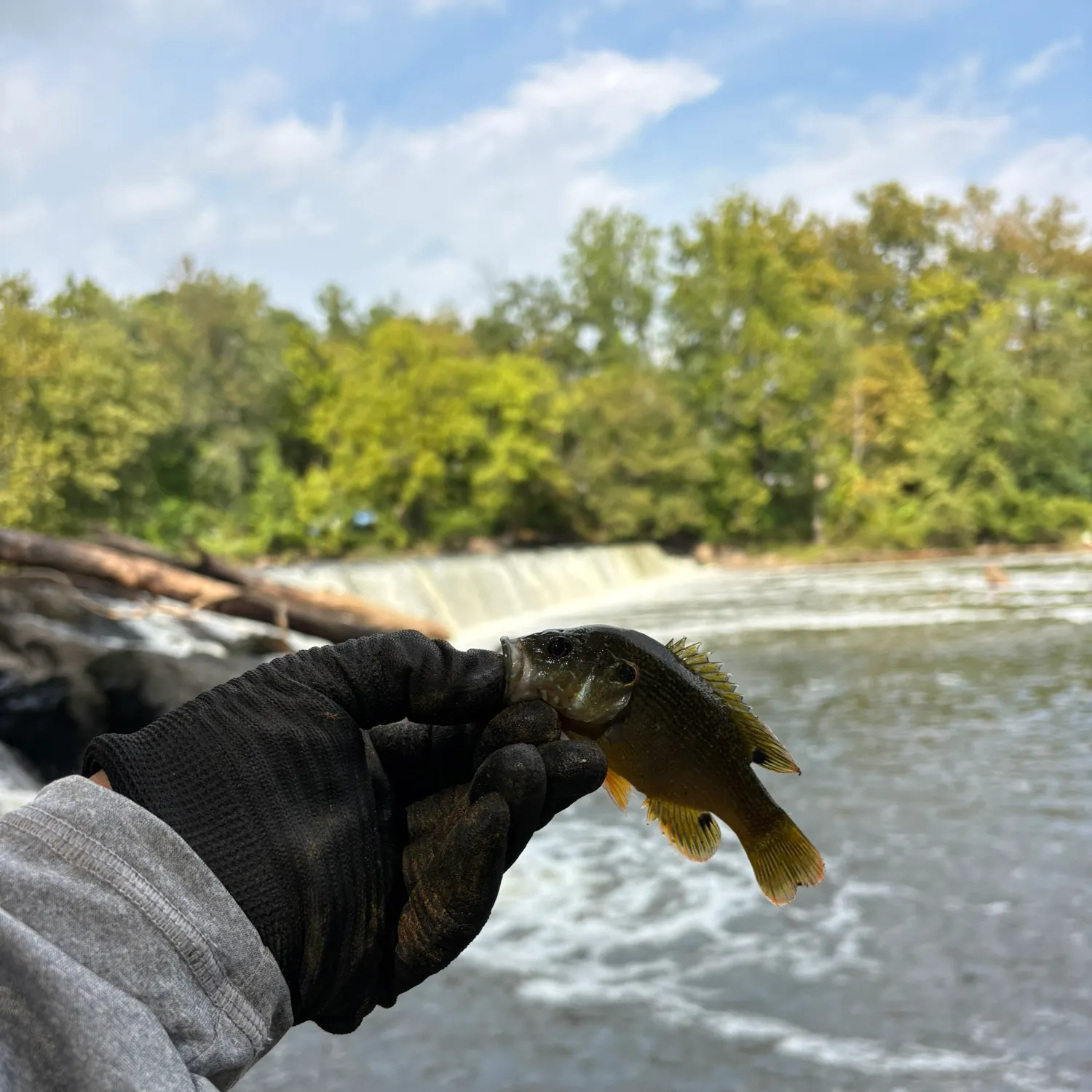 Green sunfish caught on Fishbrain