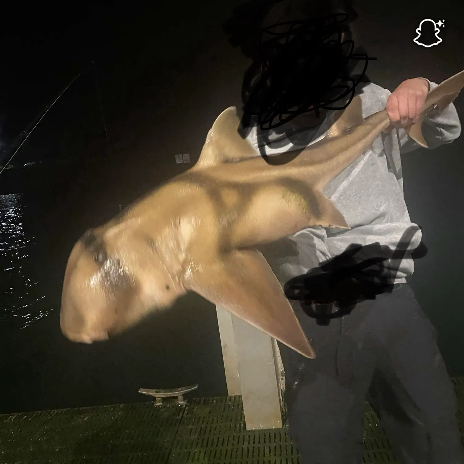 The most recent Port Jackson shark catches on Fishbrain