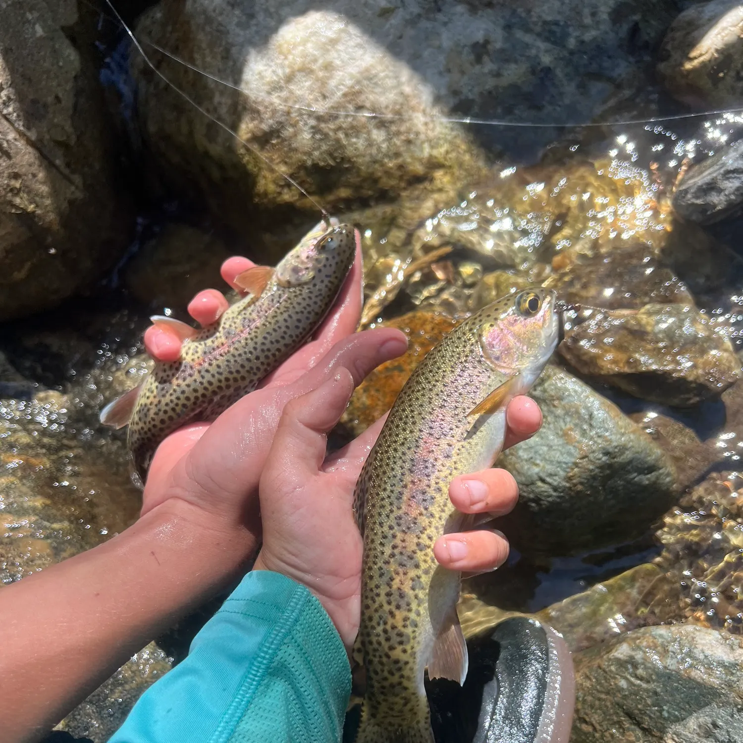 Rainbow trout caught on Fishbrain