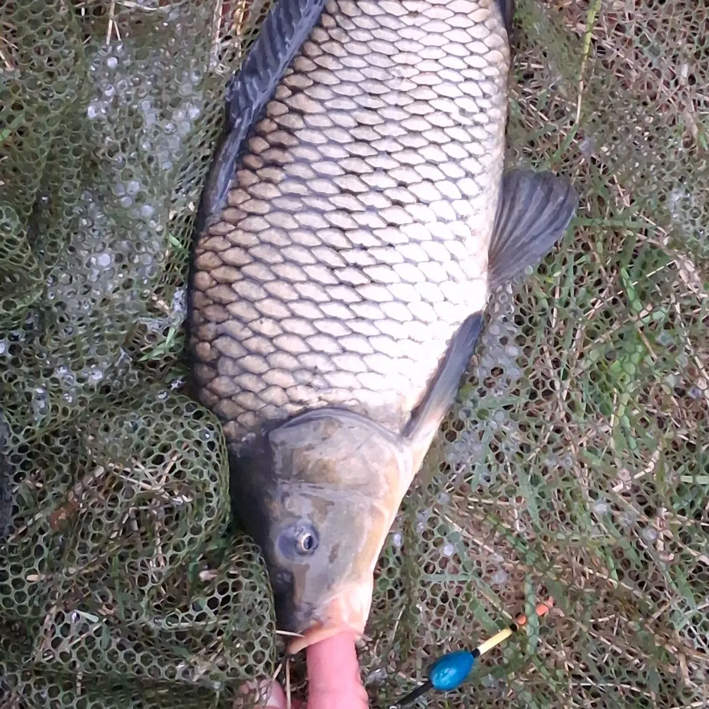 Fish caught on Fishbrain