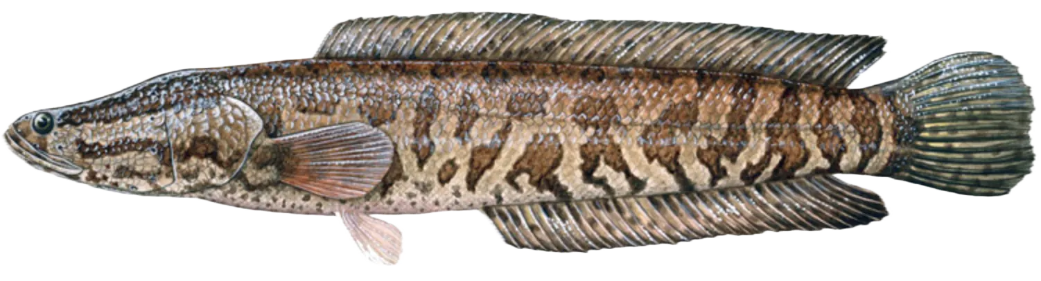 Northern snakehead