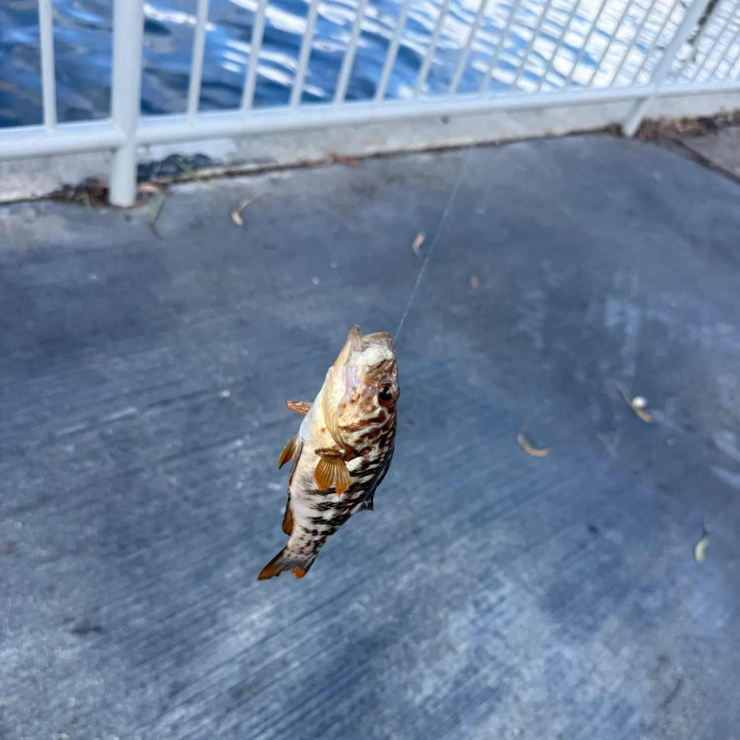 Kelp bass caught on Fishbrain