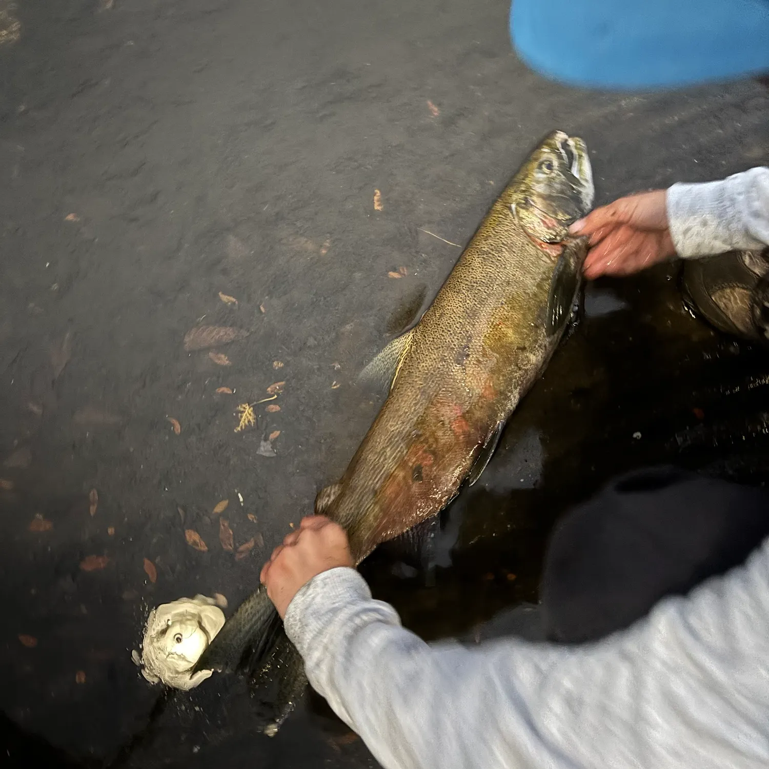 The most recent Coho salmon catches on Fishbrain