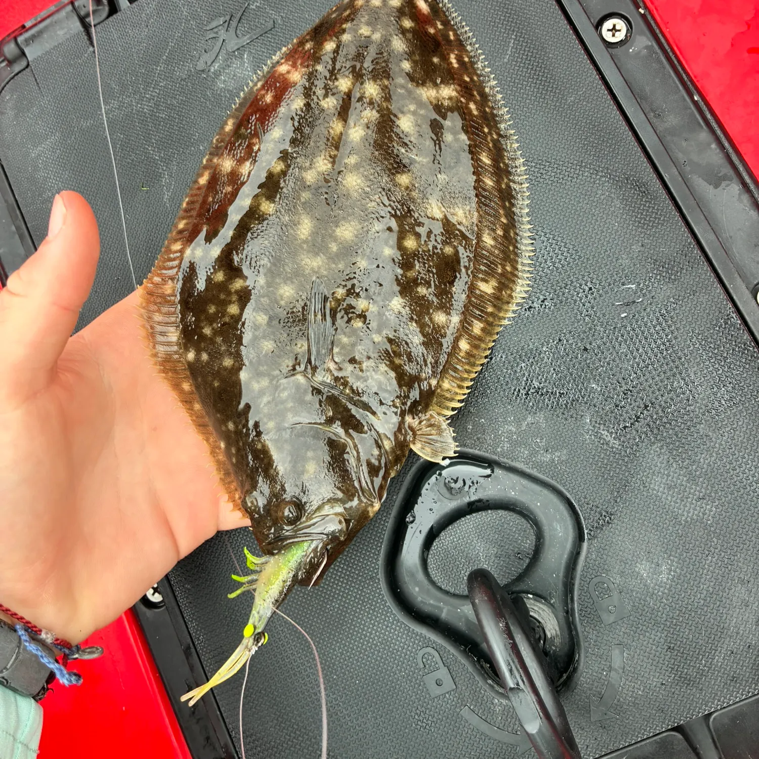 The most recent Summer flounder catches on Fishbrain