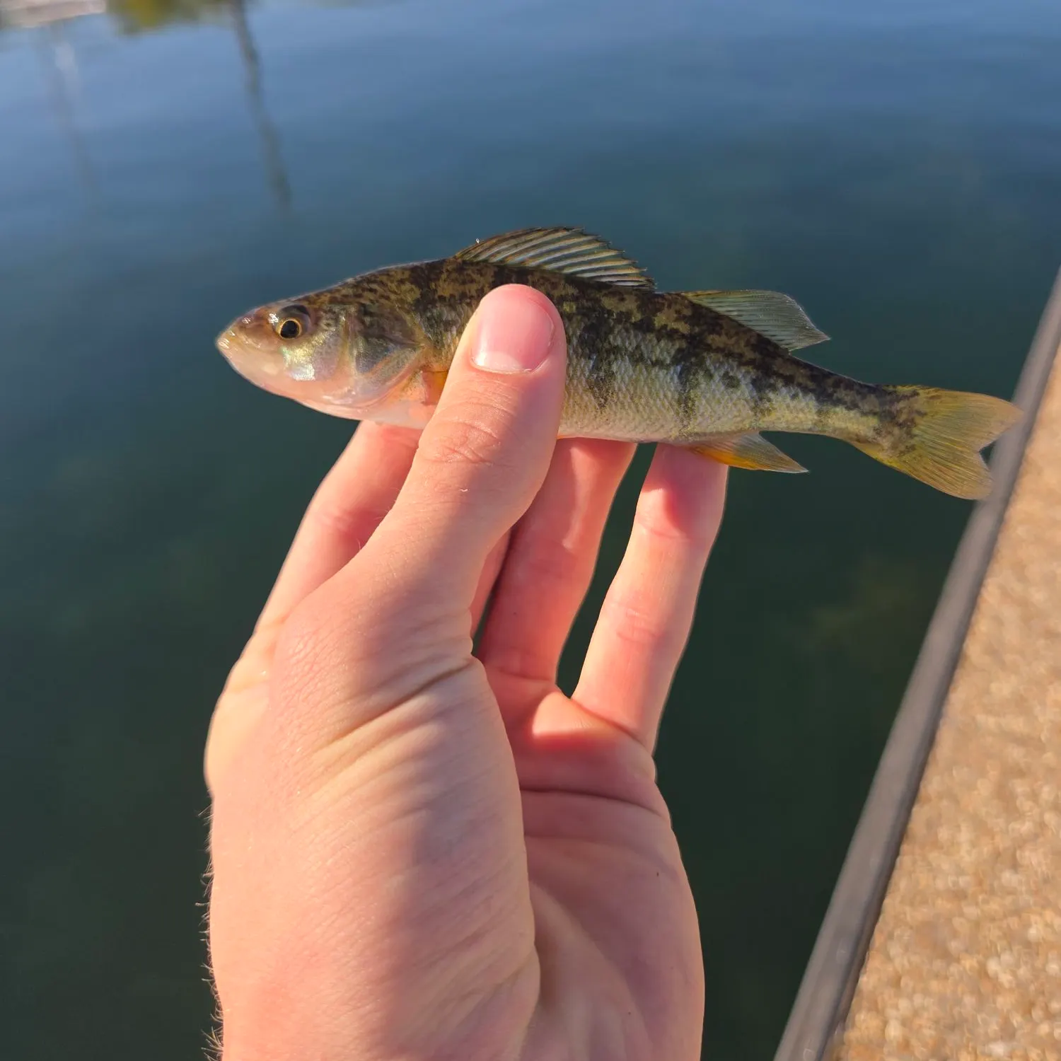 Yellow perch caught on Fishbrain