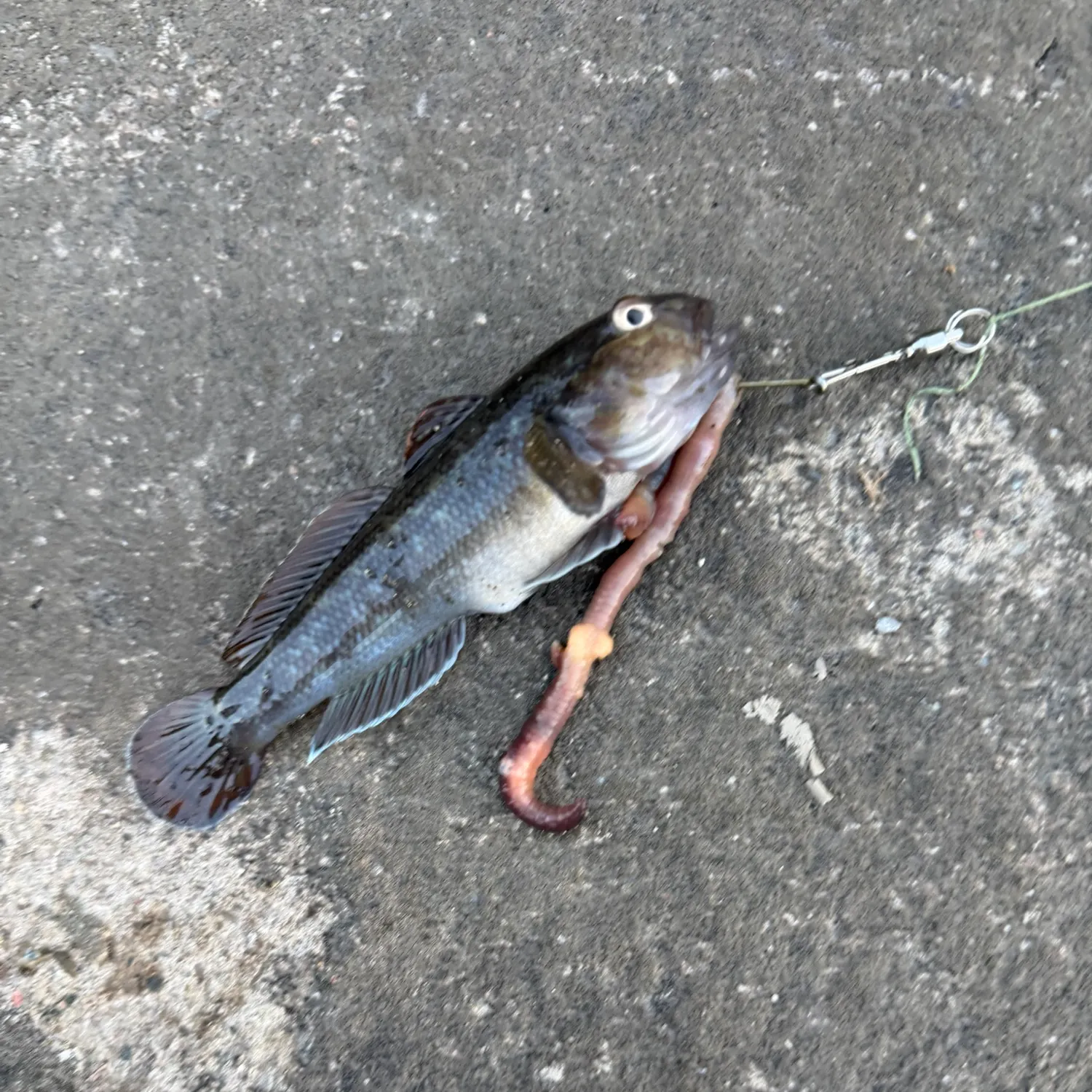 The most recent Black goby catches on Fishbrain