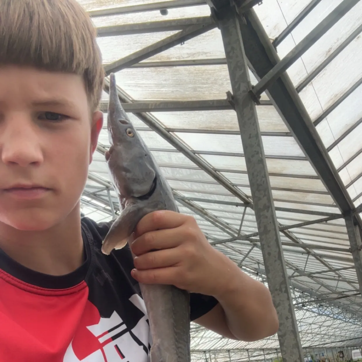 Siberian sturgeon caught on Fishbrain