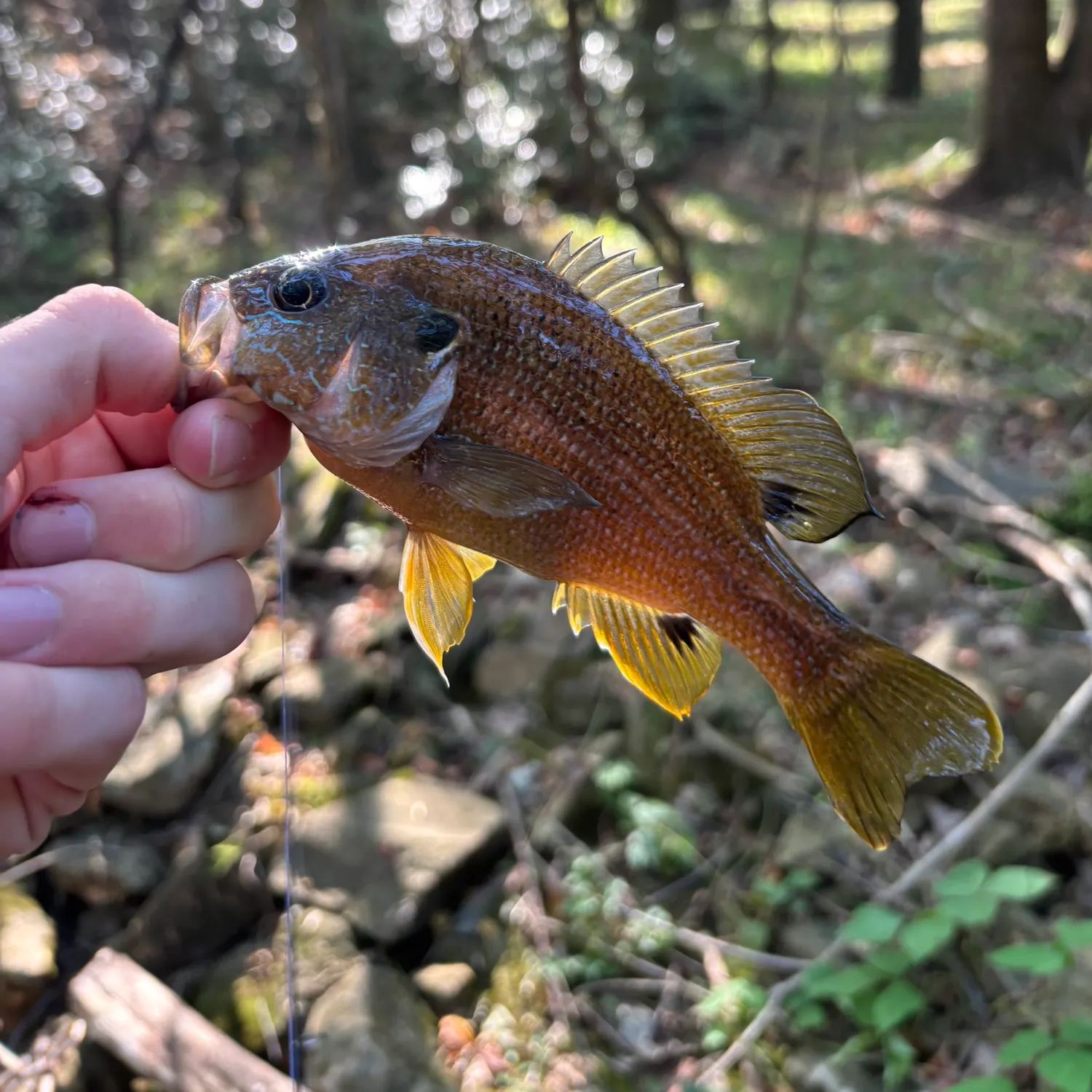 Green sunfish caught on Fishbrain