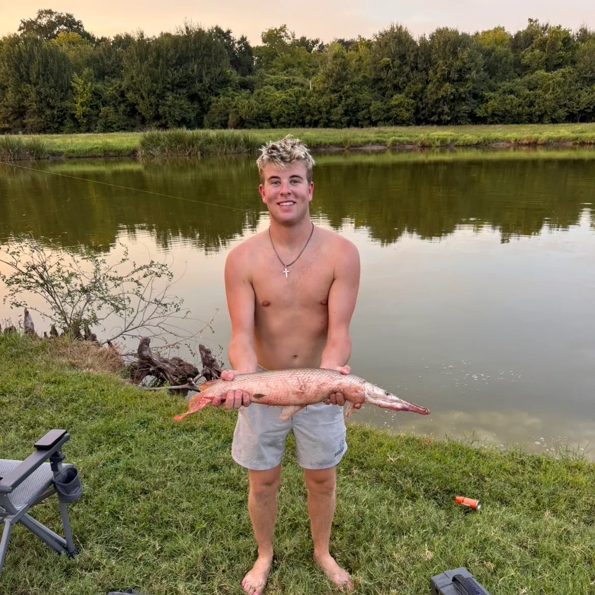 Alligator gar caught on Fishbrain