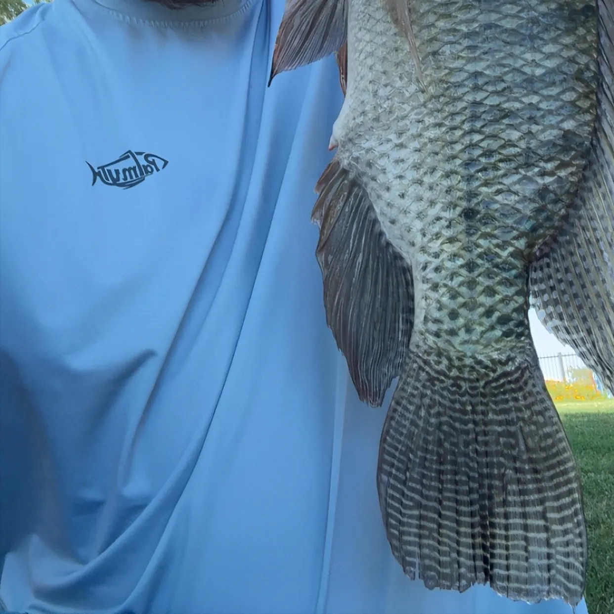 Nile tilapia caught on Fishbrain