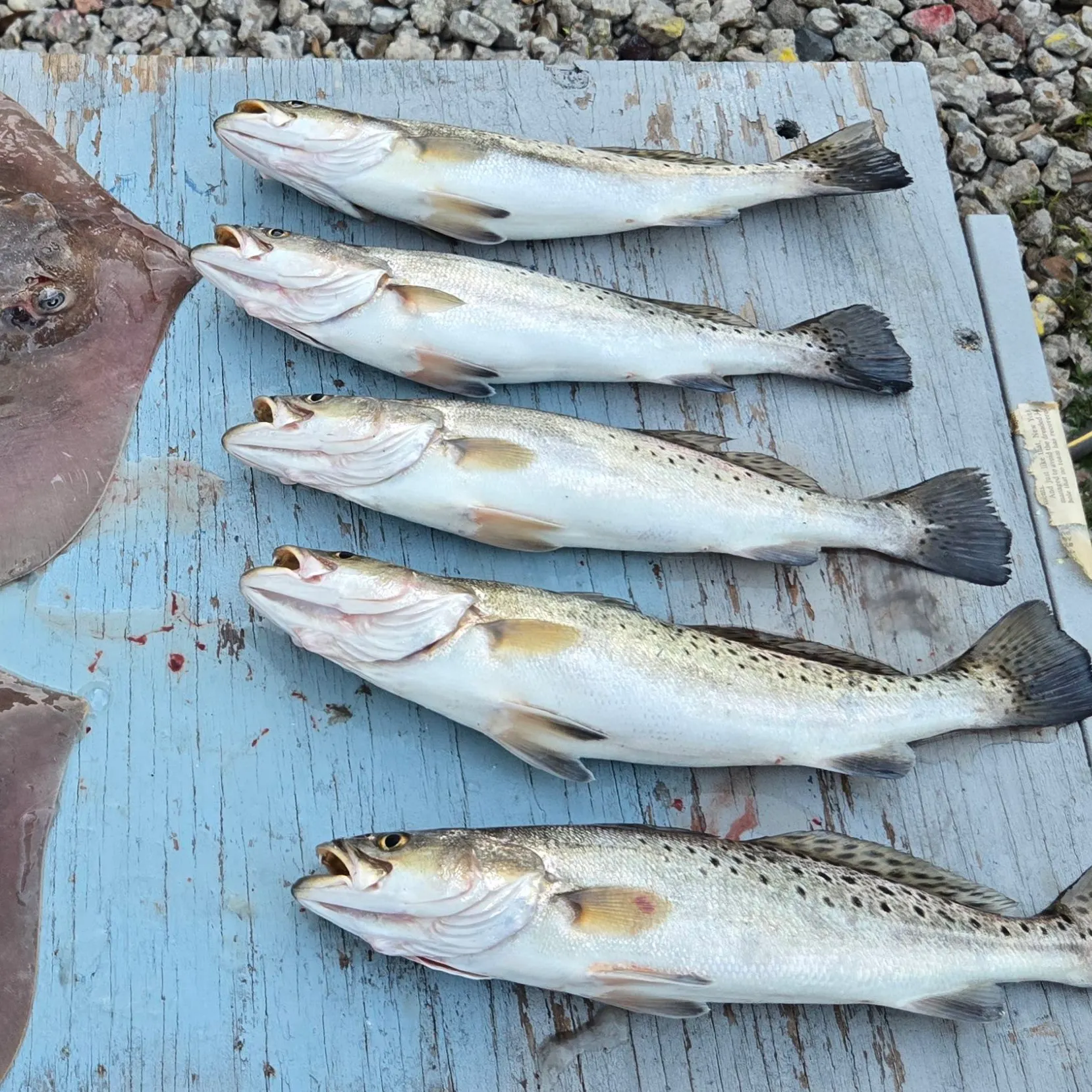 recently logged catches