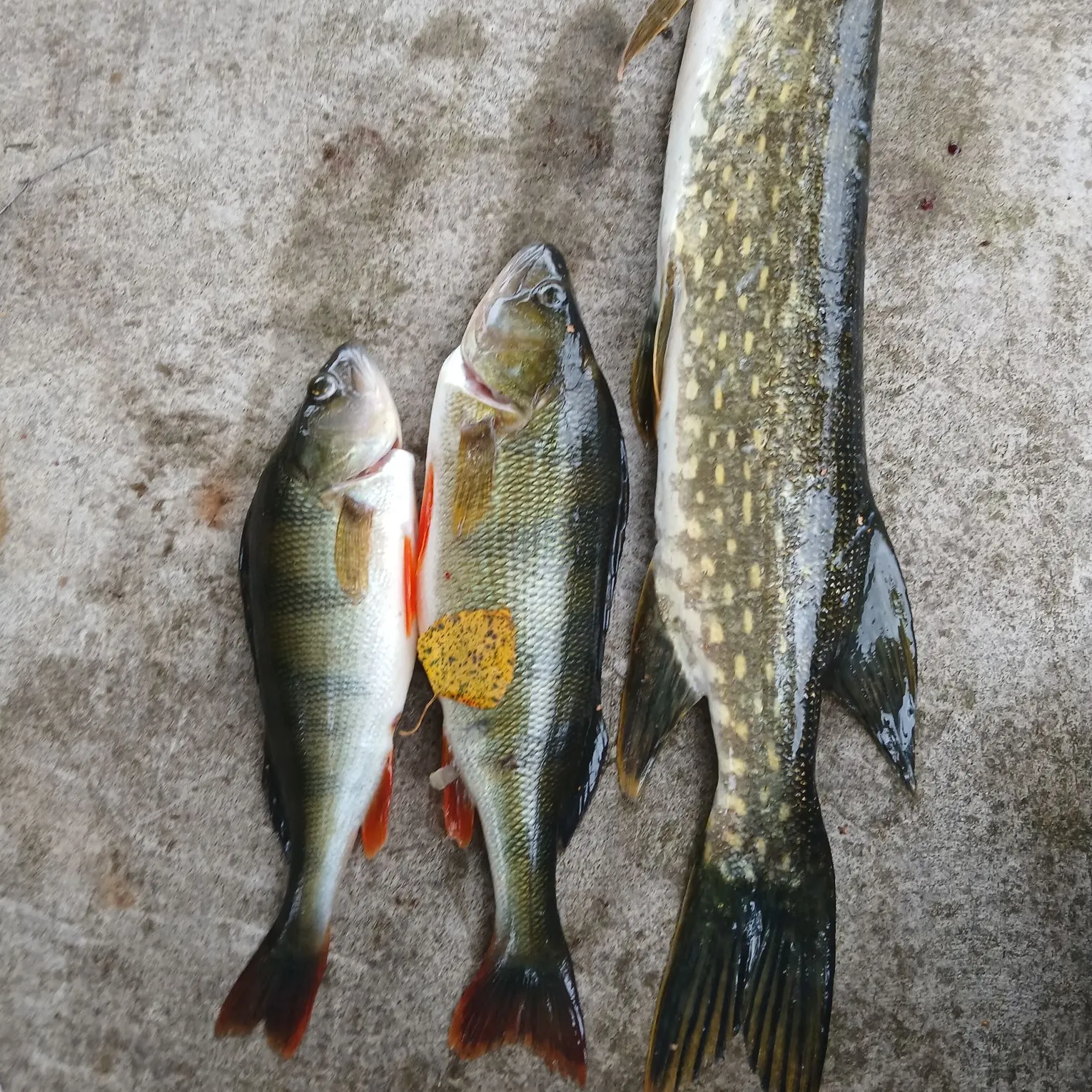 recently logged catches