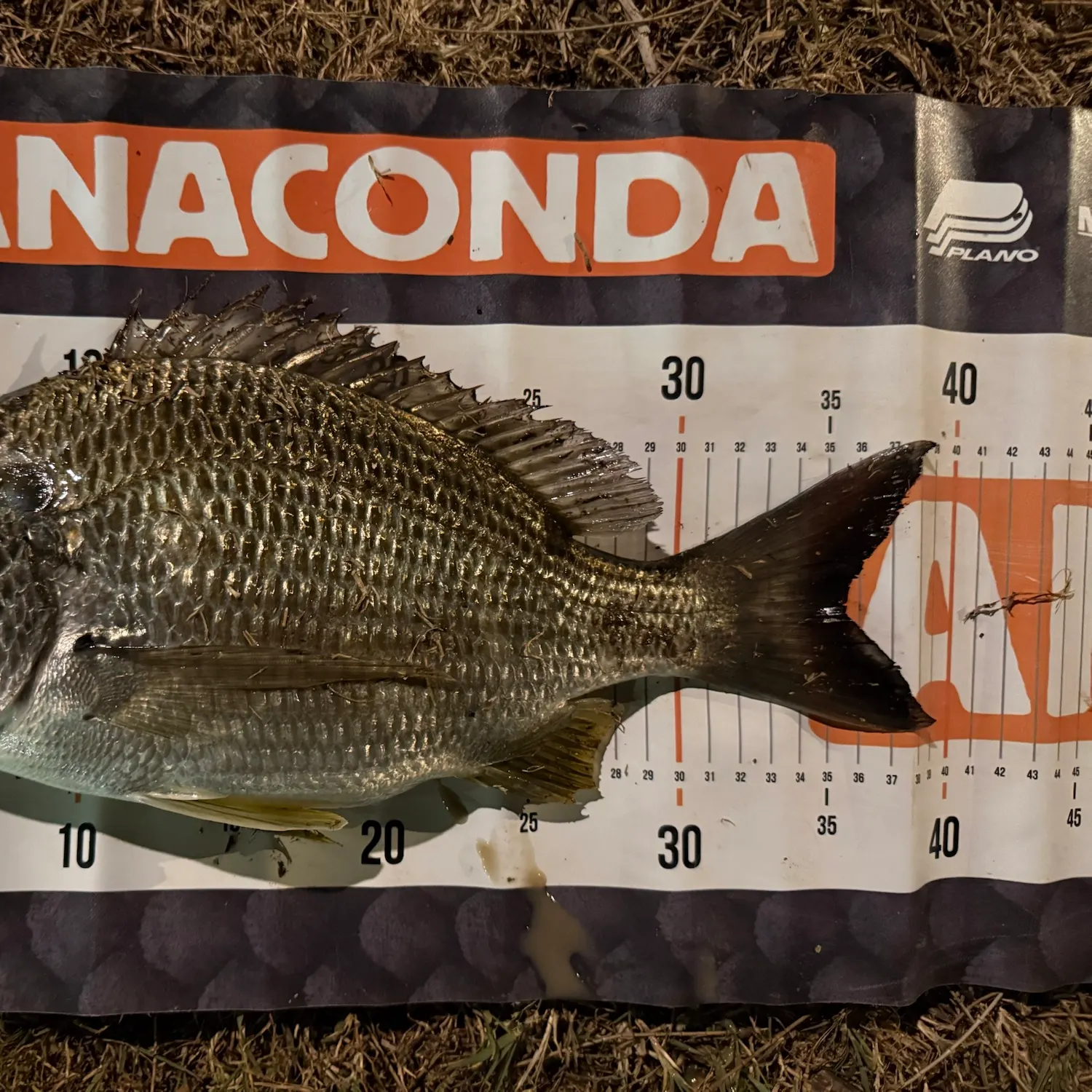 Surf bream caught on Fishbrain