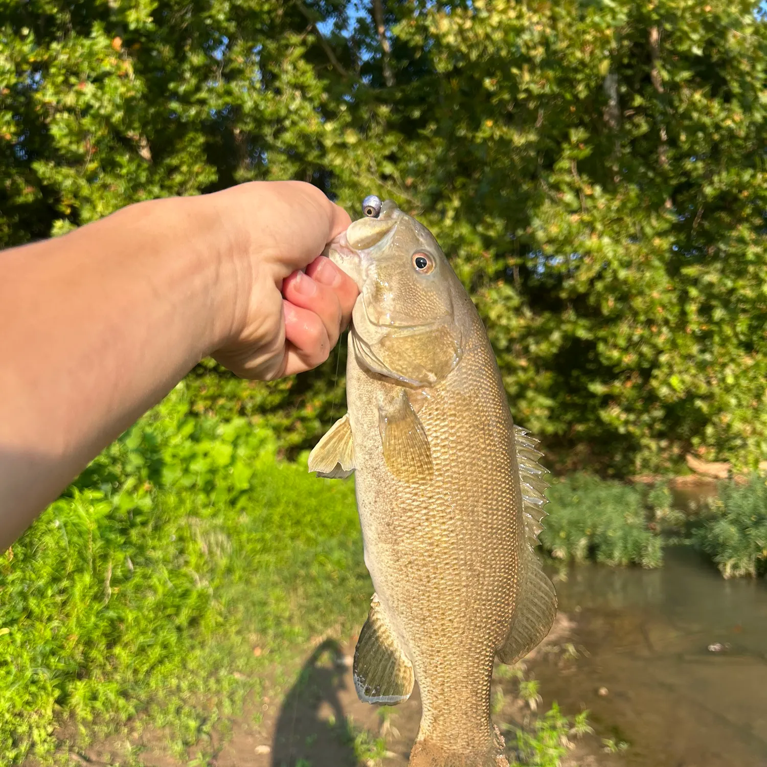 The most recent Neosho bass catches on Fishbrain