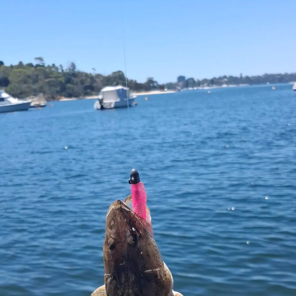 The most recent Dusky flathead catches on Fishbrain