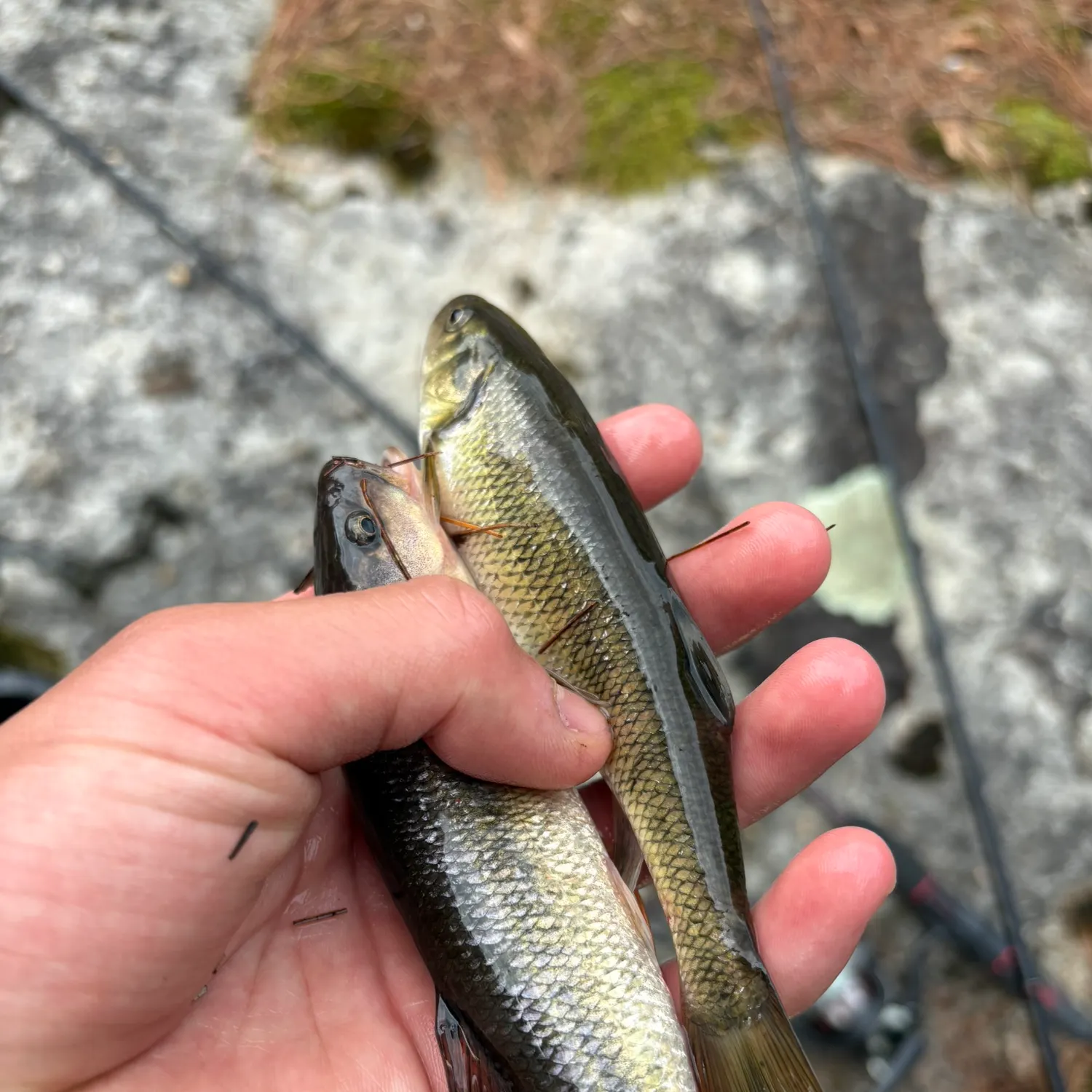 The most recent Dark chub catches on Fishbrain