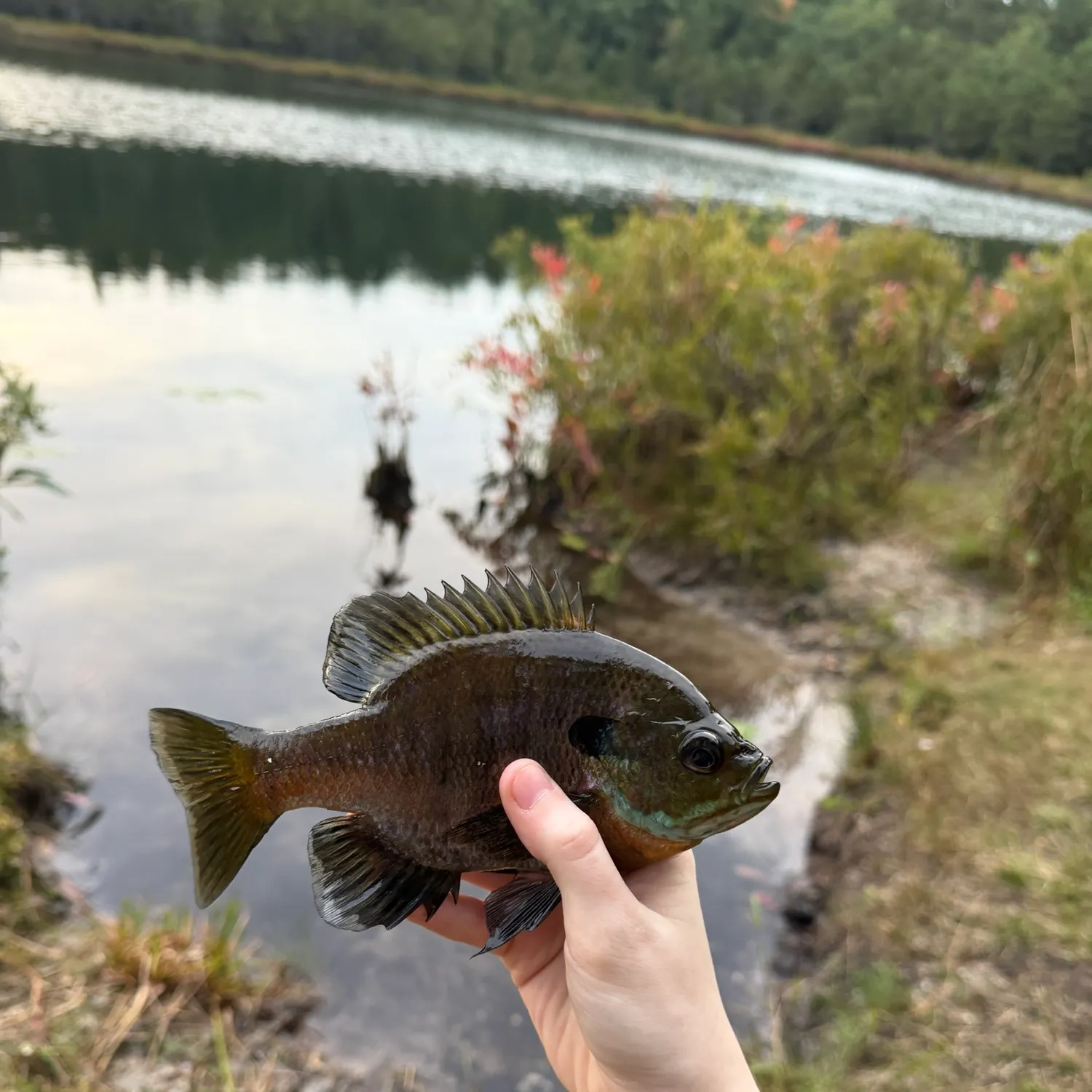 Bluegill caught on Fishbrain