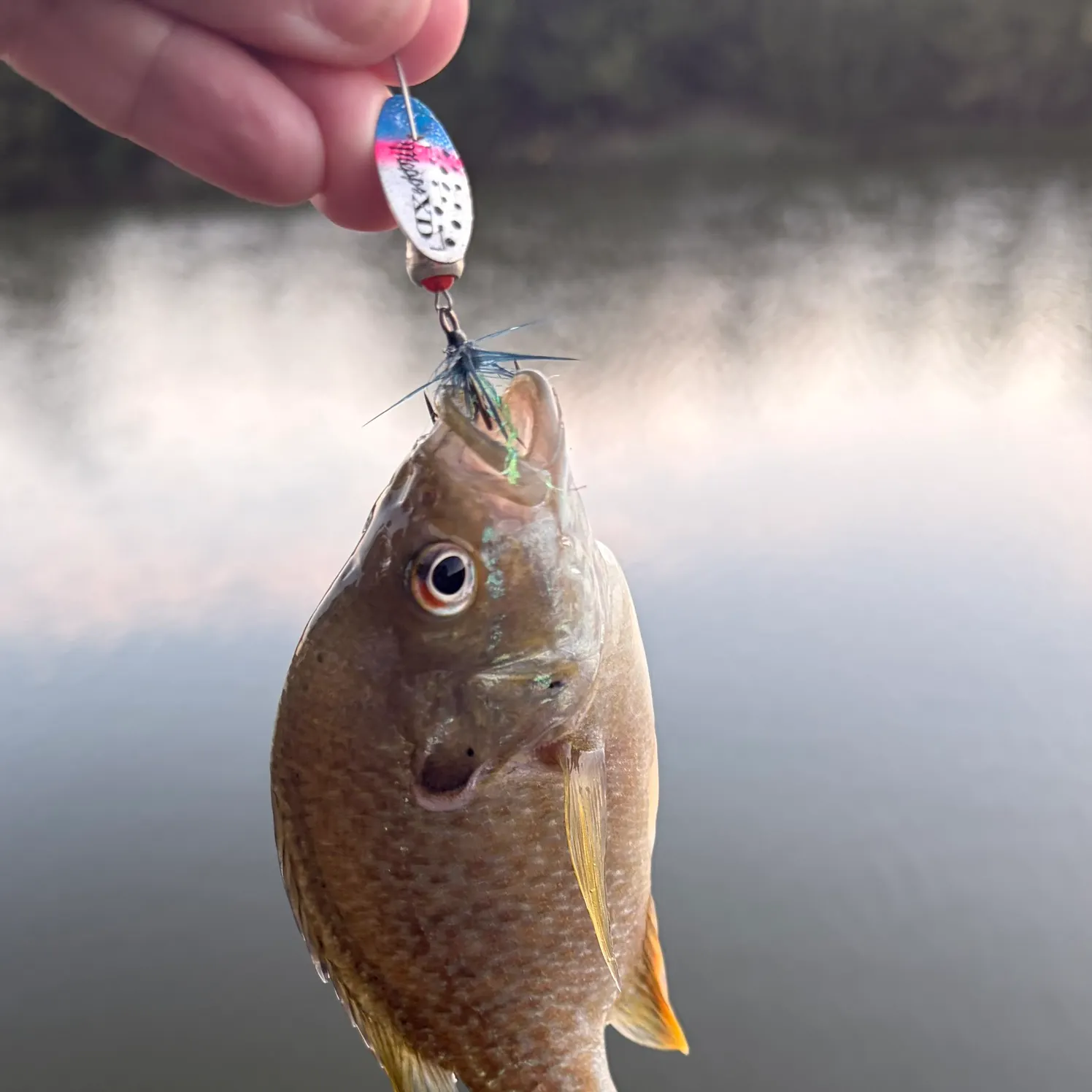 Greengill hybrid caught on Fishbrain