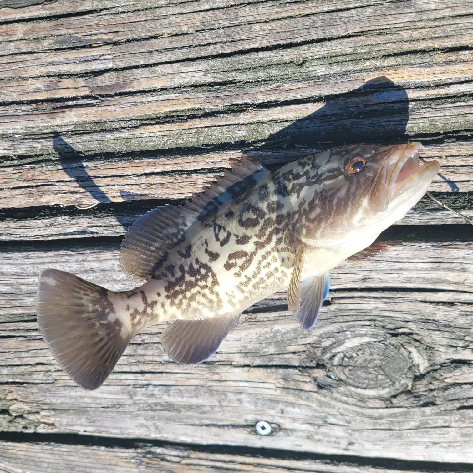 The most recent Black grouper catches on Fishbrain