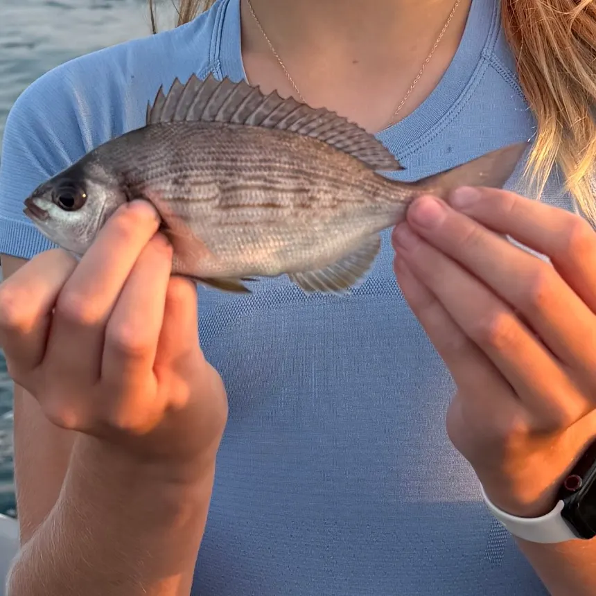 Gilthead seabream caught on Fishbrain