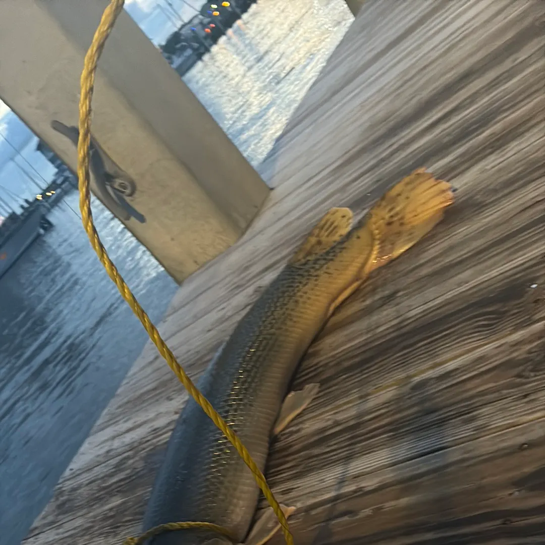 Longnose gar caught on Fishbrain