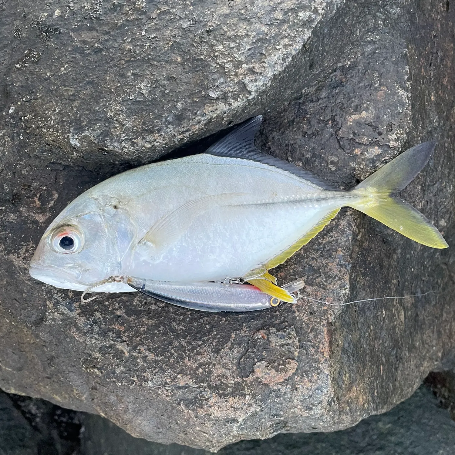 The most recent Bigeye trevally catches on Fishbrain
