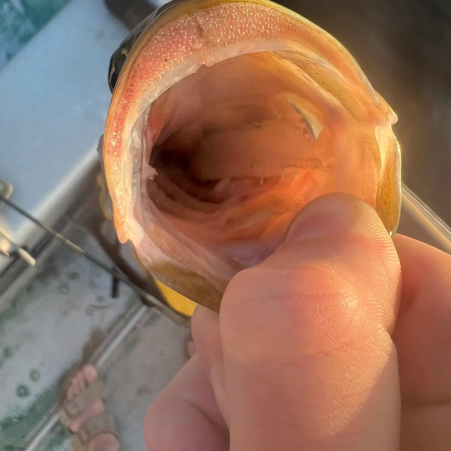 catch