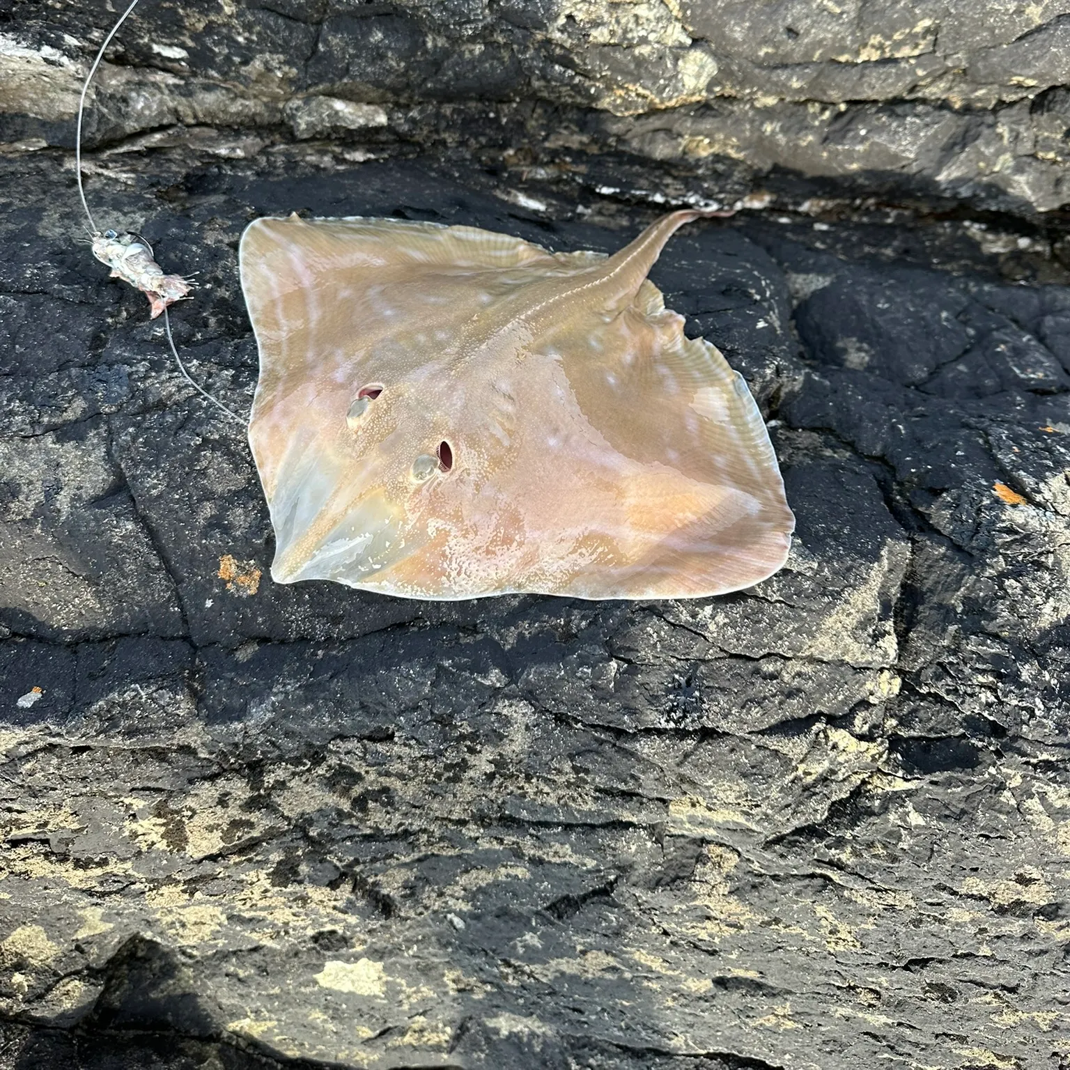 The most recent Small-eyed ray catches on Fishbrain