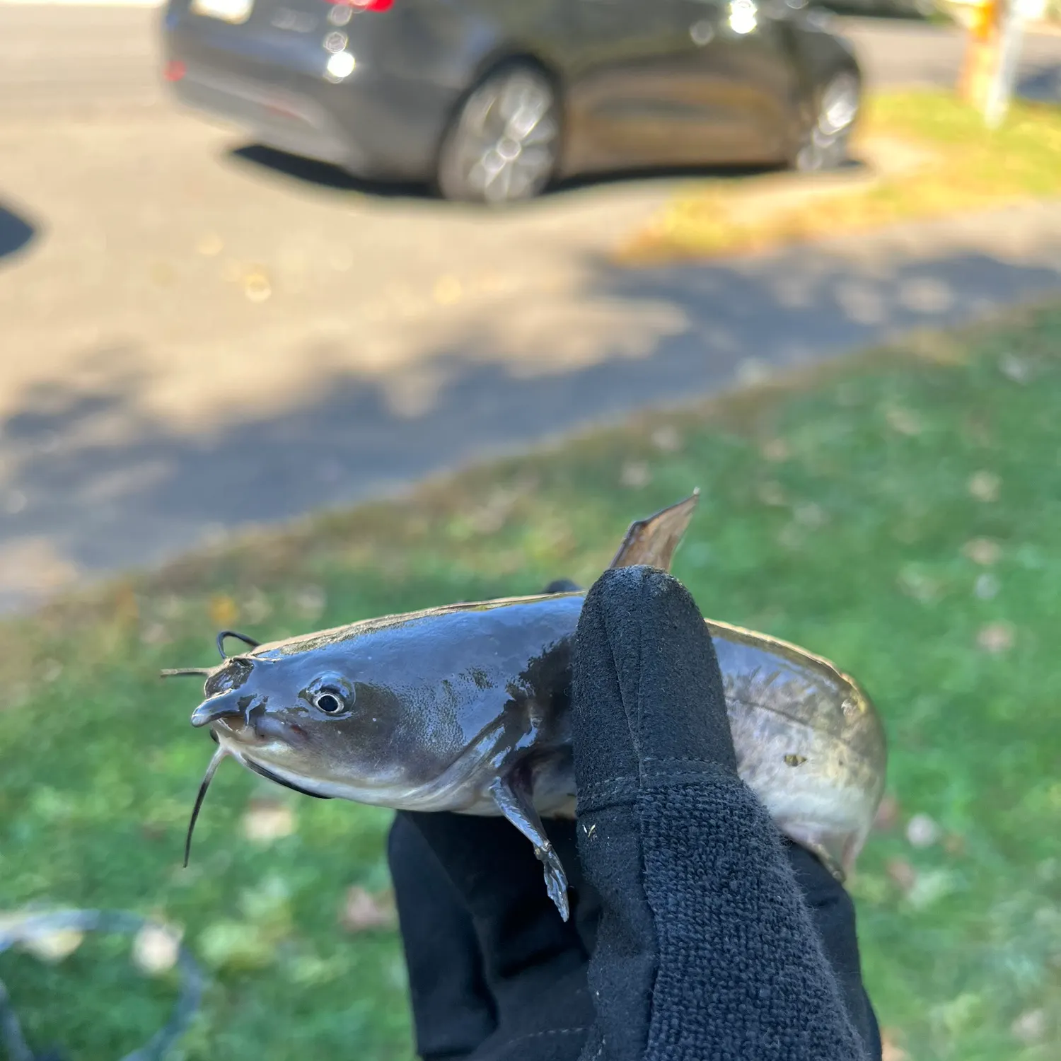 Black bullhead caught on Fishbrain