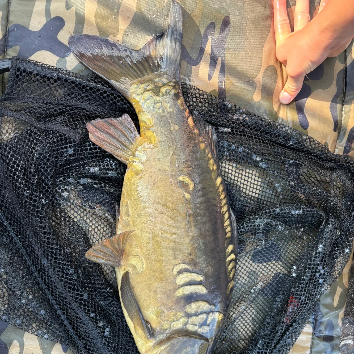 Mirror carp caught on Fishbrain