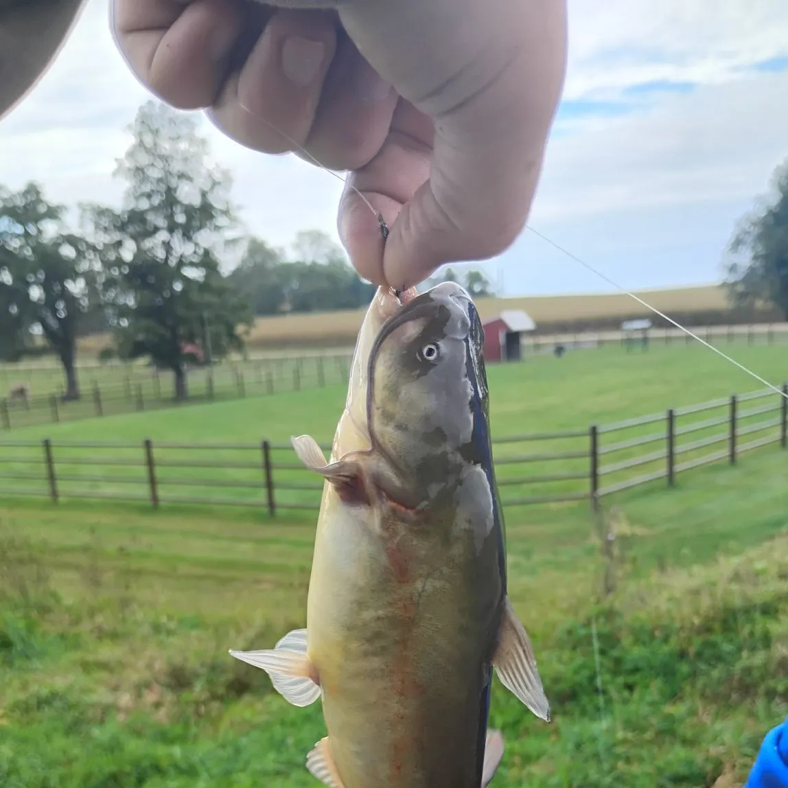 Yellow bullhead caught on Fishbrain