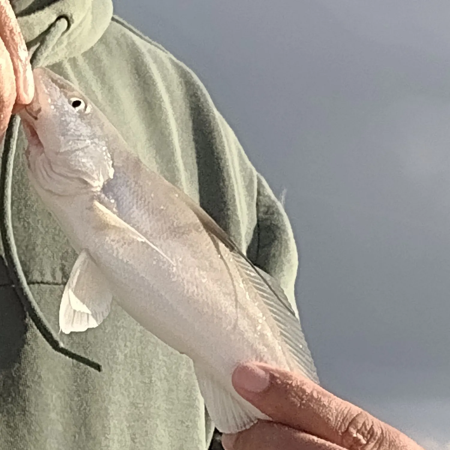 The most recent Northern kingcroaker catches on Fishbrain