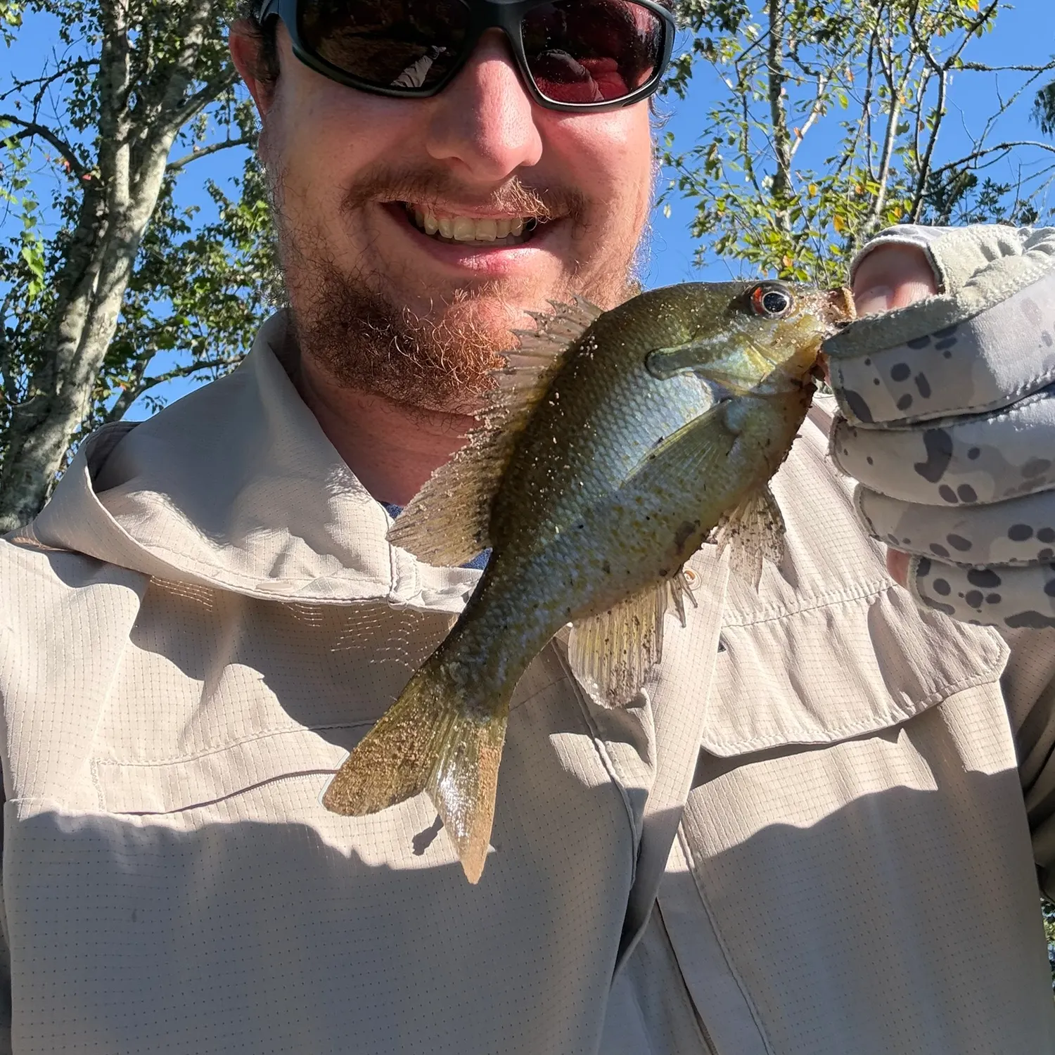 Bluegill caught on Fishbrain