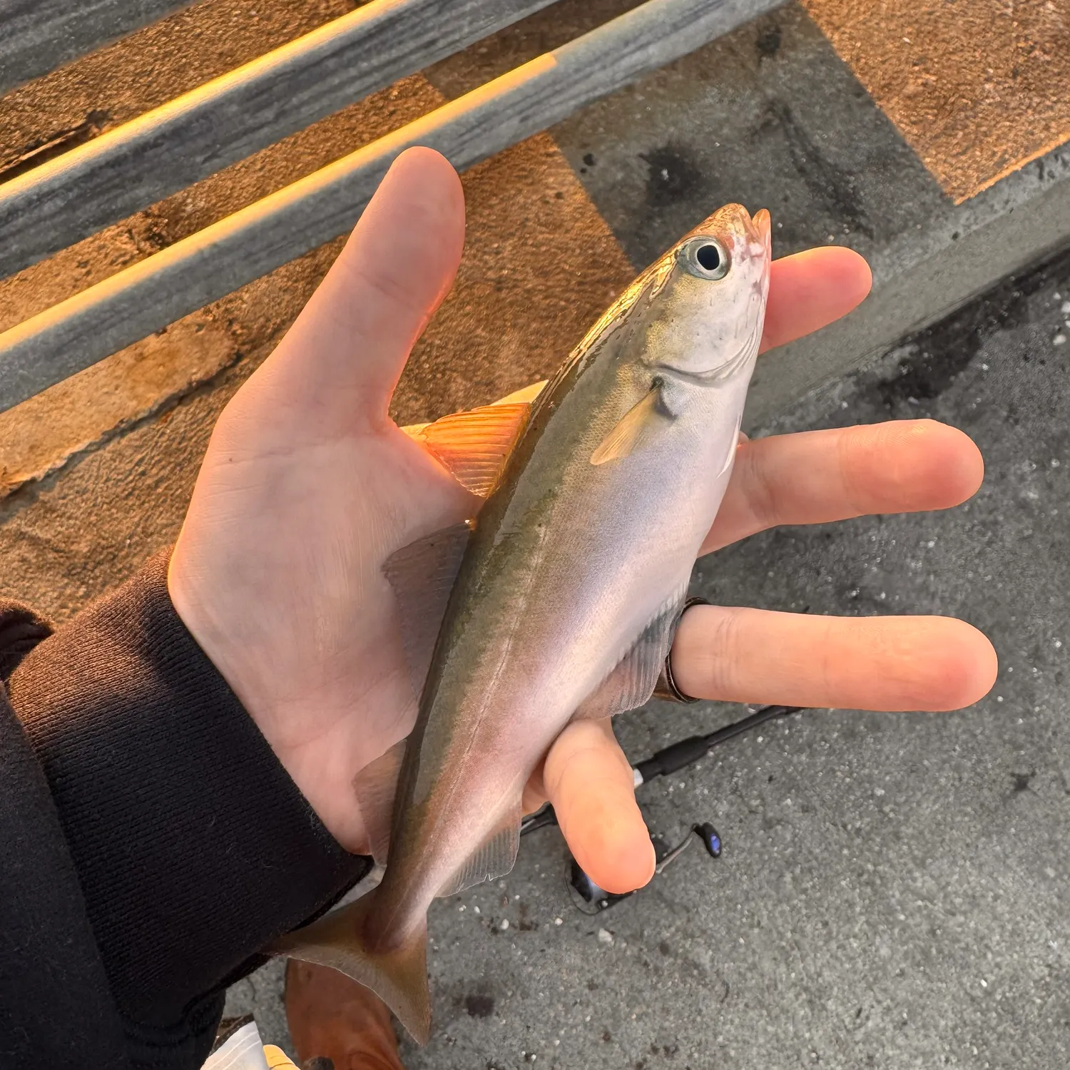 Atlantic pollock caught on Fishbrain