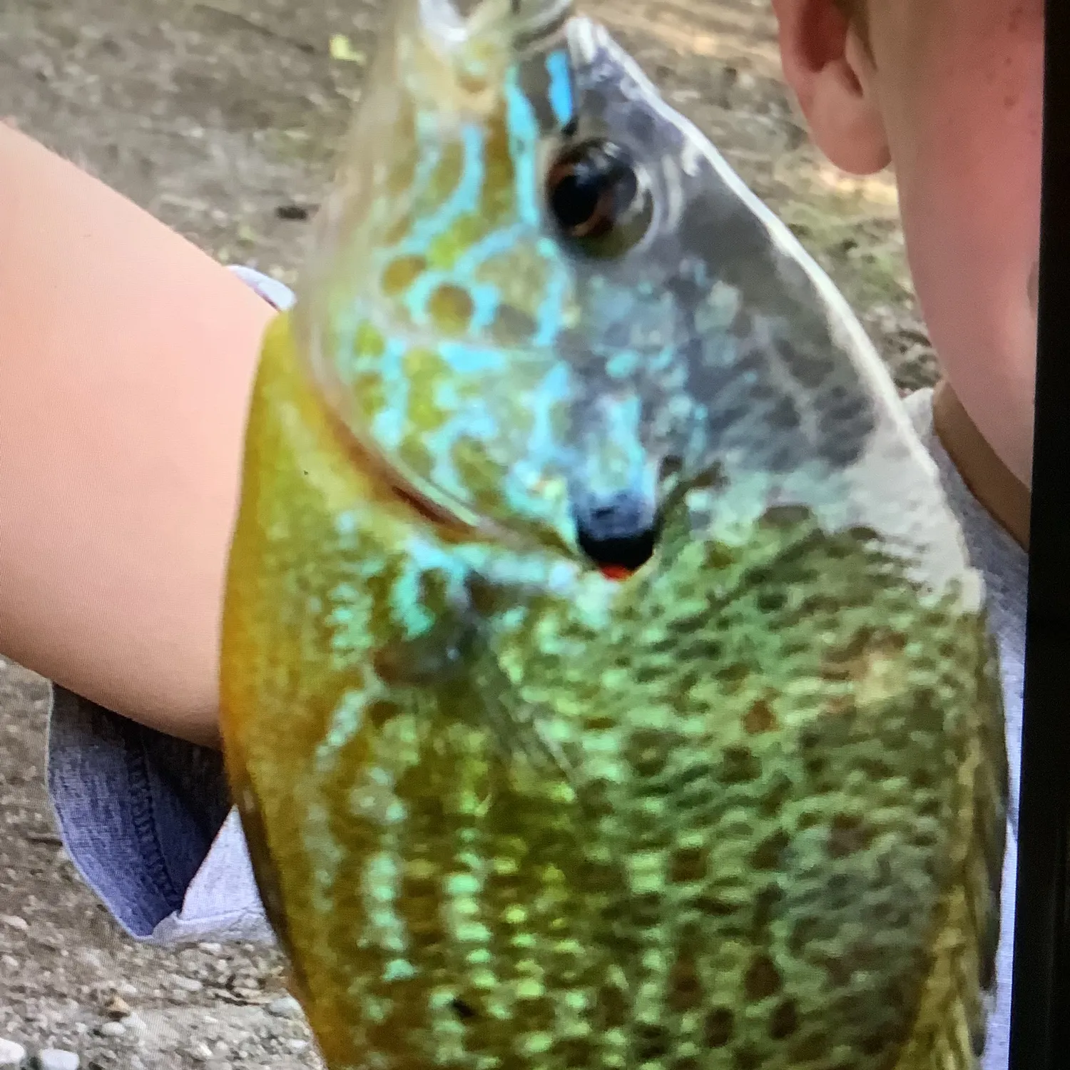 Pumpkinseed caught on Fishbrain