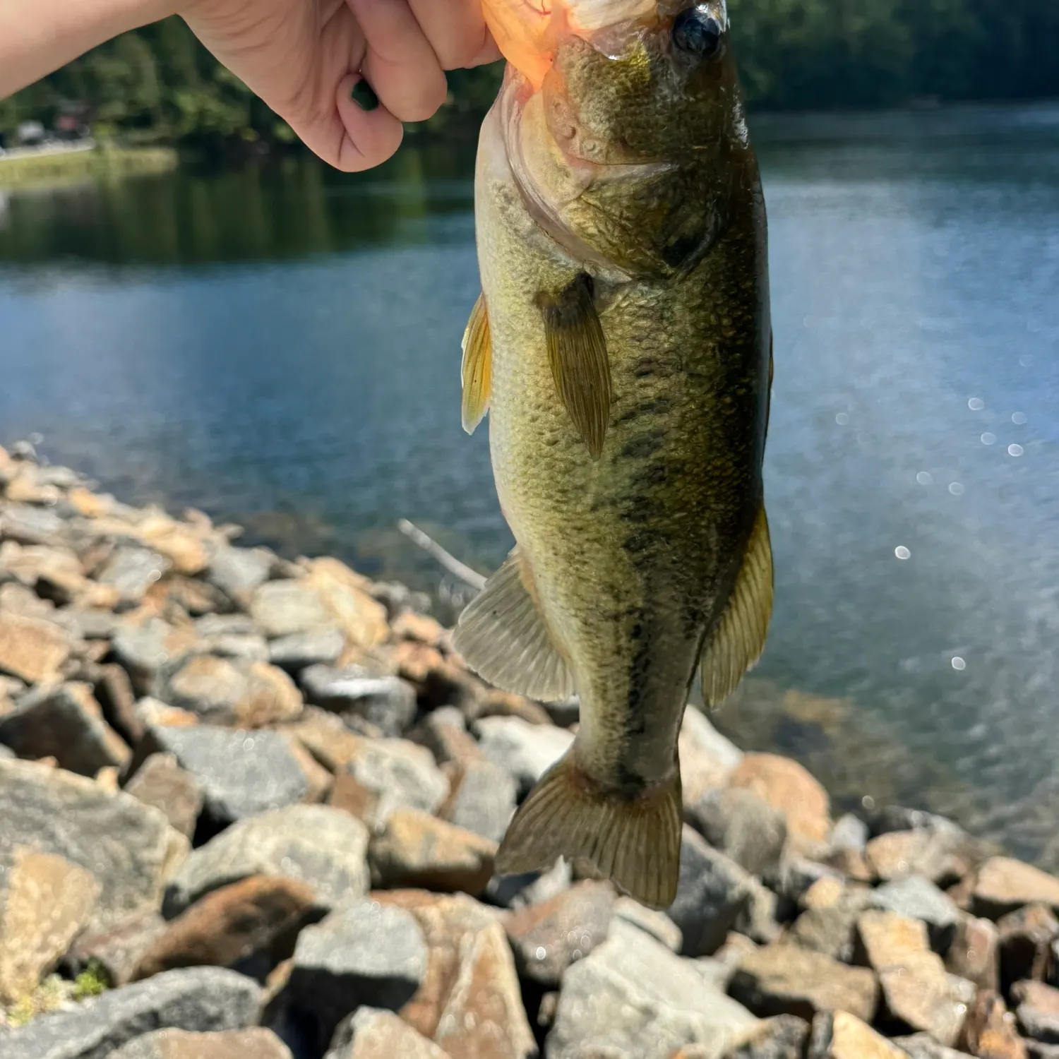 Largemouth bass caught on Fishbrain