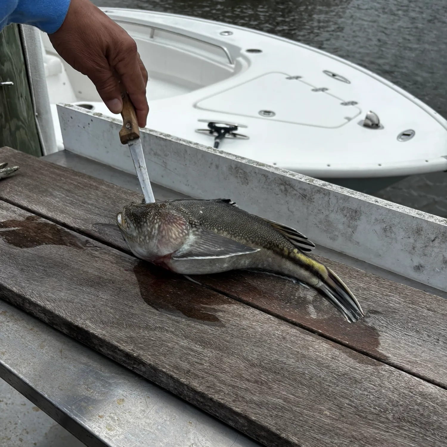 The most recent Northern stargazer catches on Fishbrain