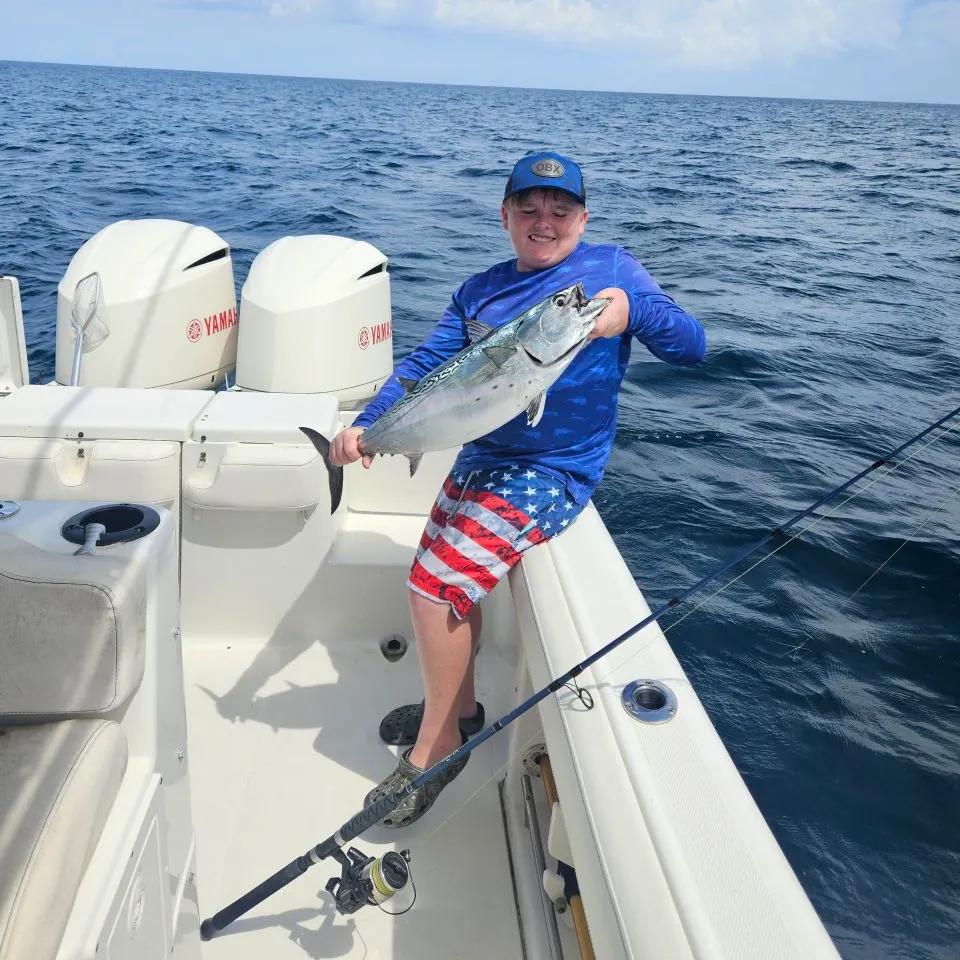 The most recent Little tunny catches on Fishbrain