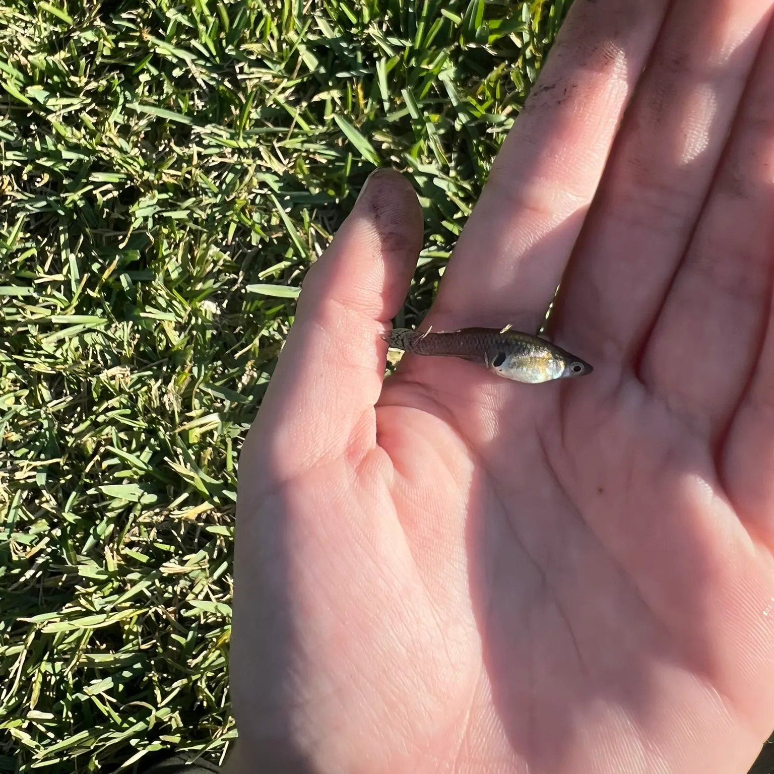 The most recent Eastern mosquitofish catches on Fishbrain