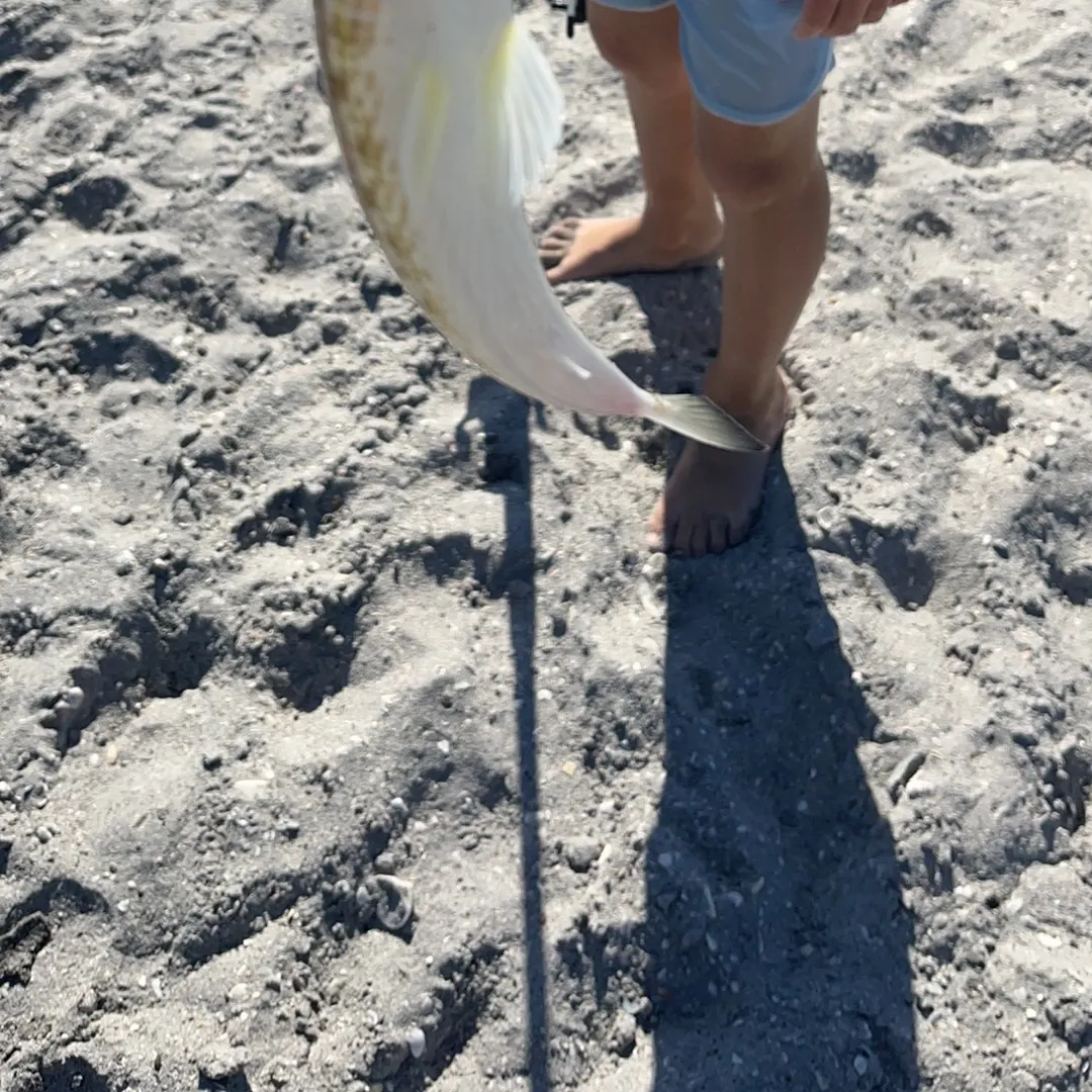 The most recent Lighthouse lizardfish catches on Fishbrain