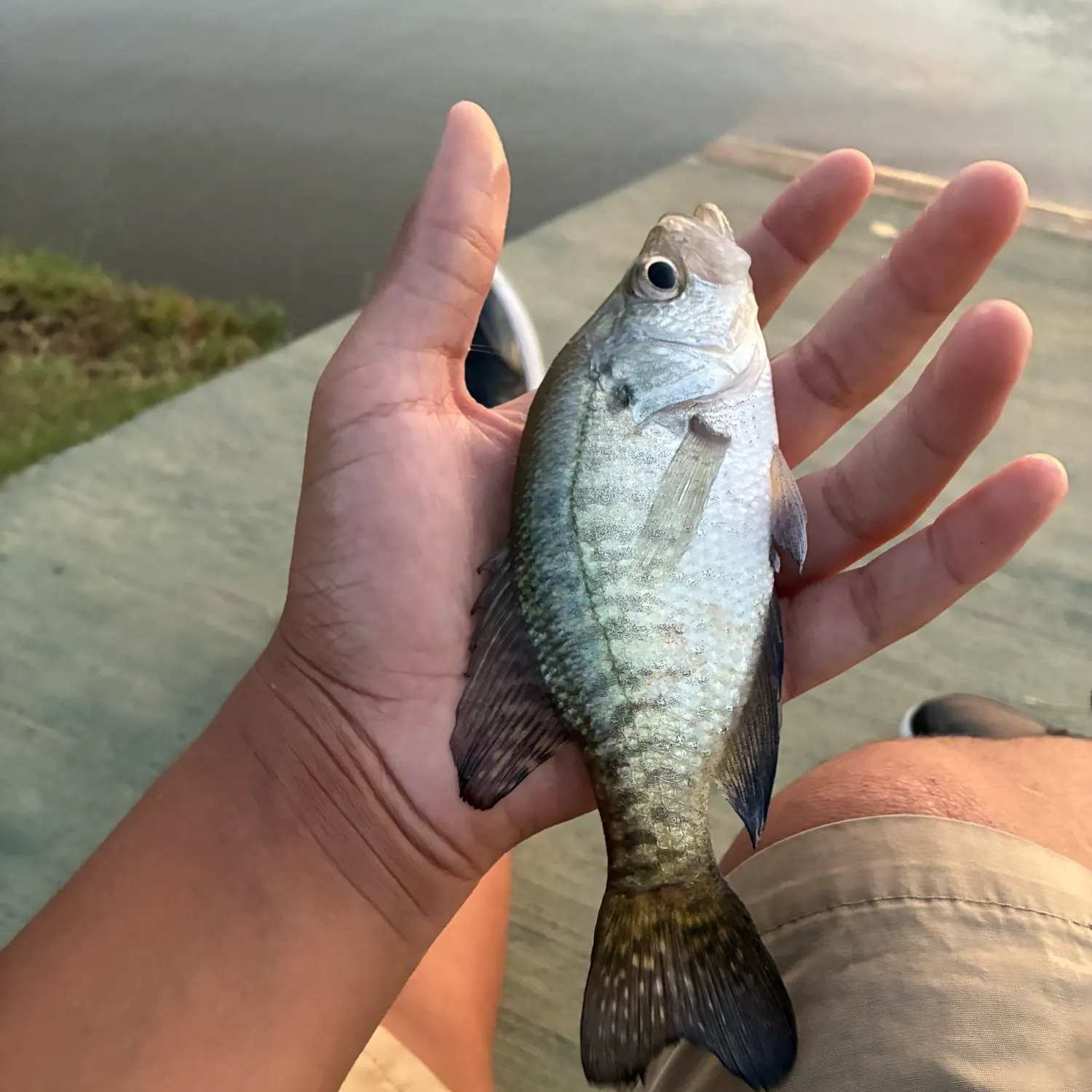 White crappie caught on Fishbrain