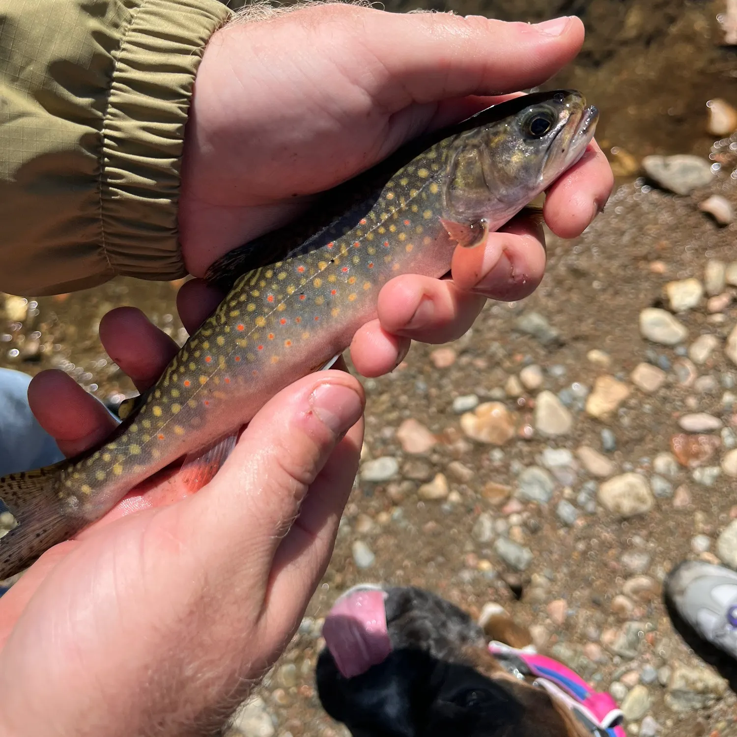 Brook trout caught on Fishbrain
